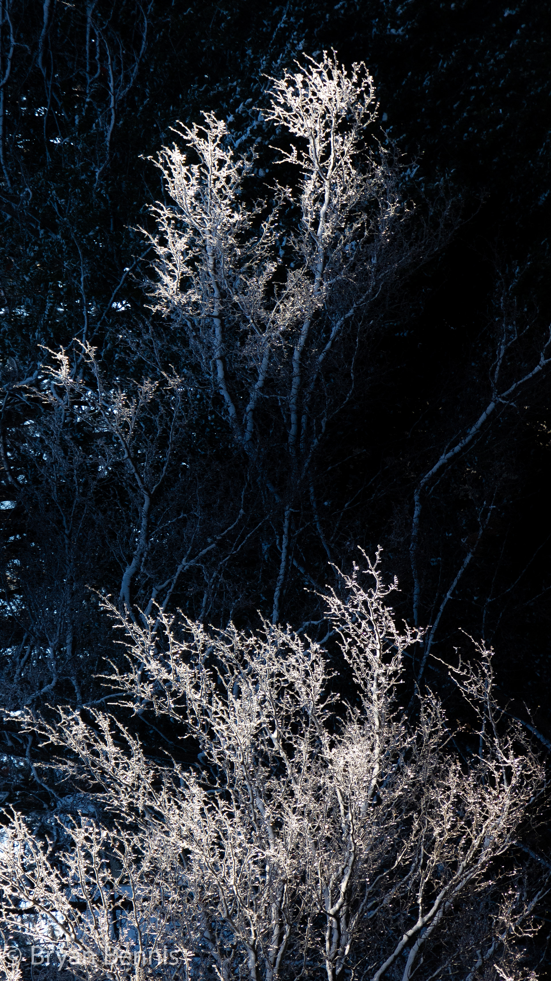 Frozen