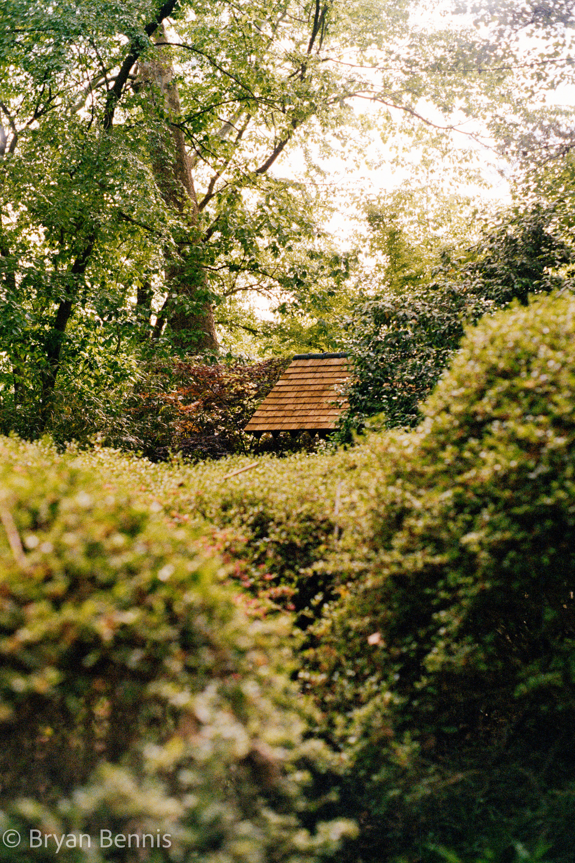 Through the Brush