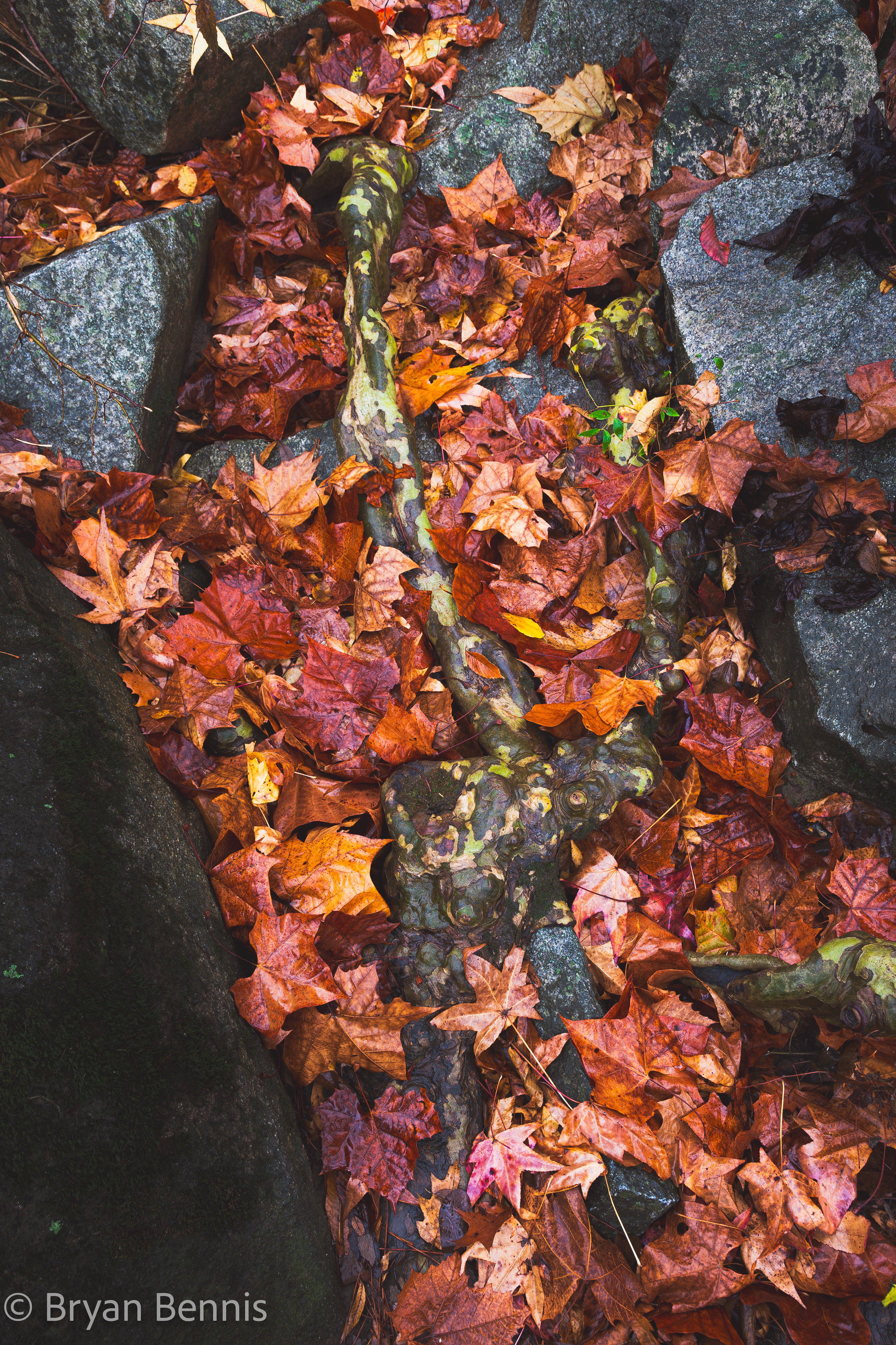 Coming Out of the Leaves