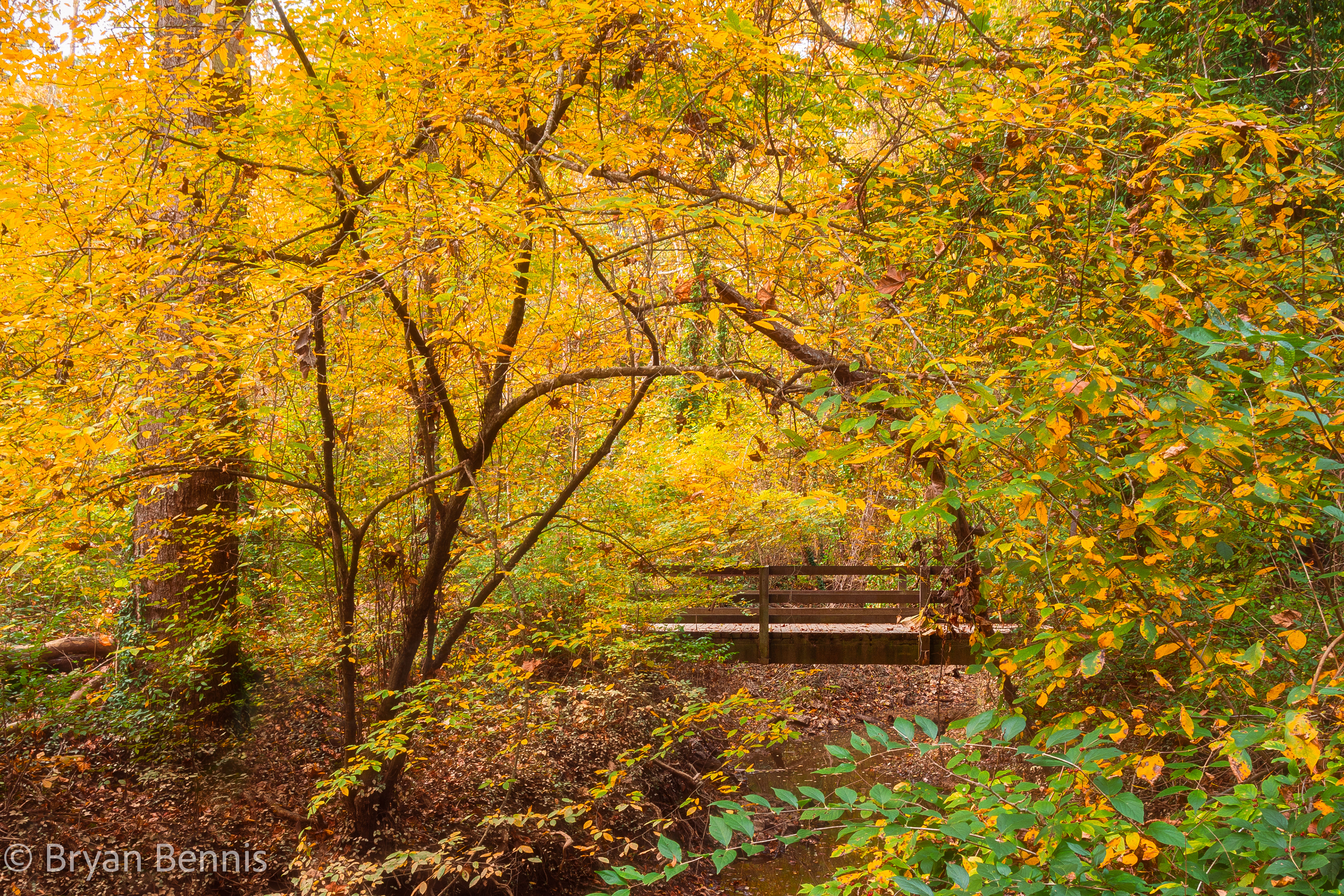 Pony Pasture Gold
