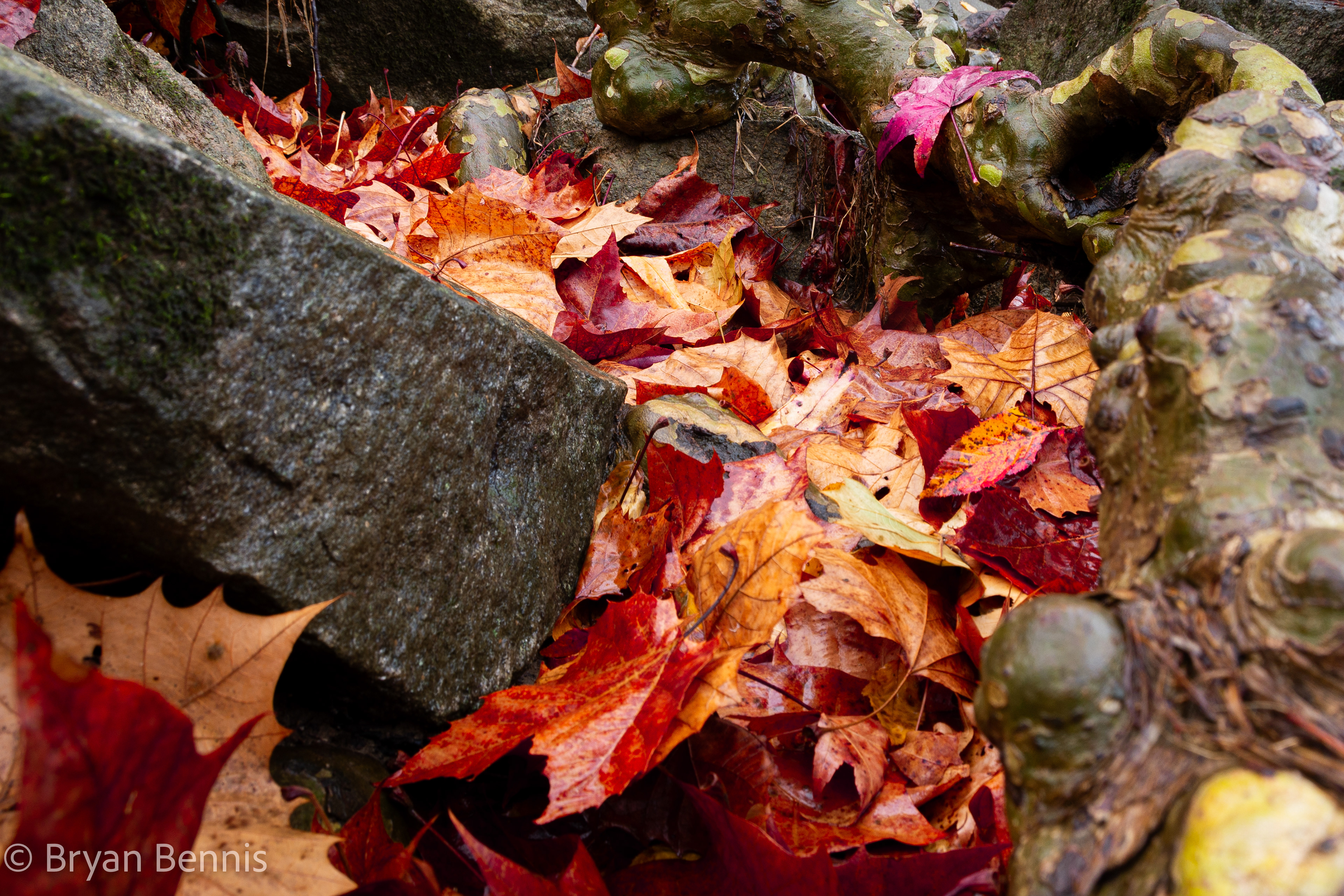 Waterfall of Leaves