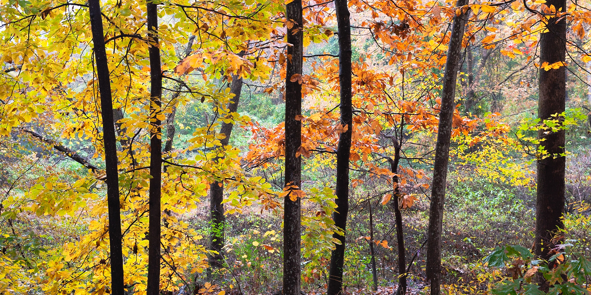 Fall Colors
