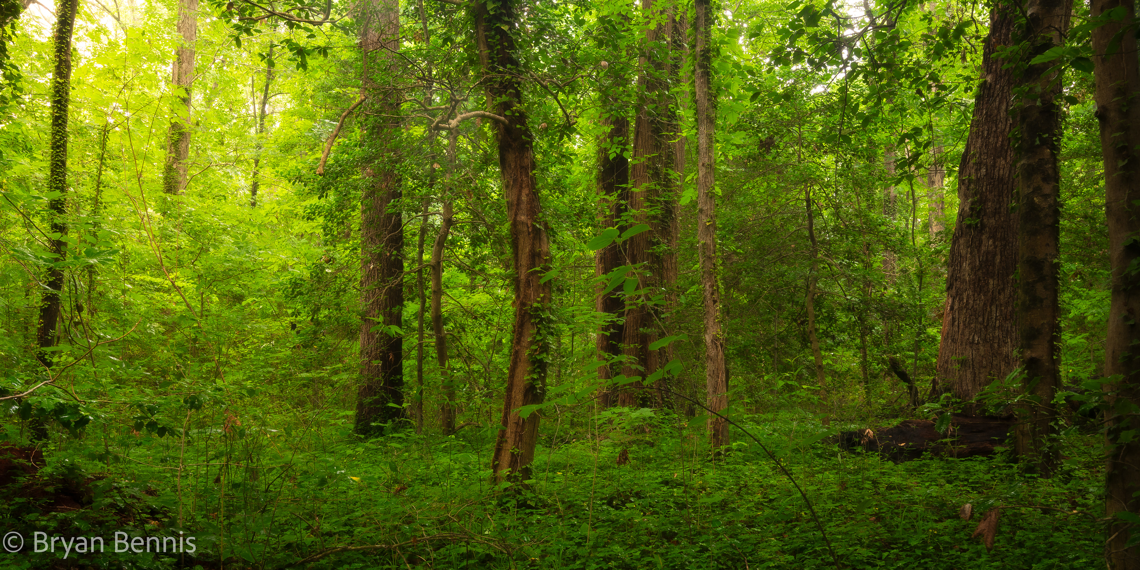 Summer Colors in the Forest