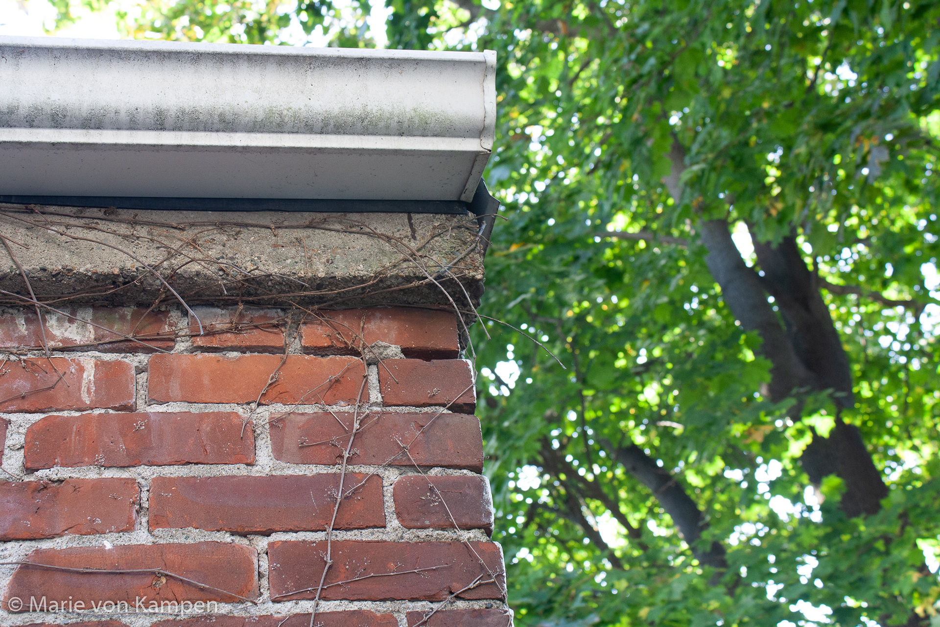 Image 6: Corner of the neighbor's garage. October 23, 2020, Brookline, MA. 1/60s f5.6 ISO 400 Lens: EF-S18-55 f/3.5-5.6 IS (EFL 32mm). Photo by Marie von Kampen