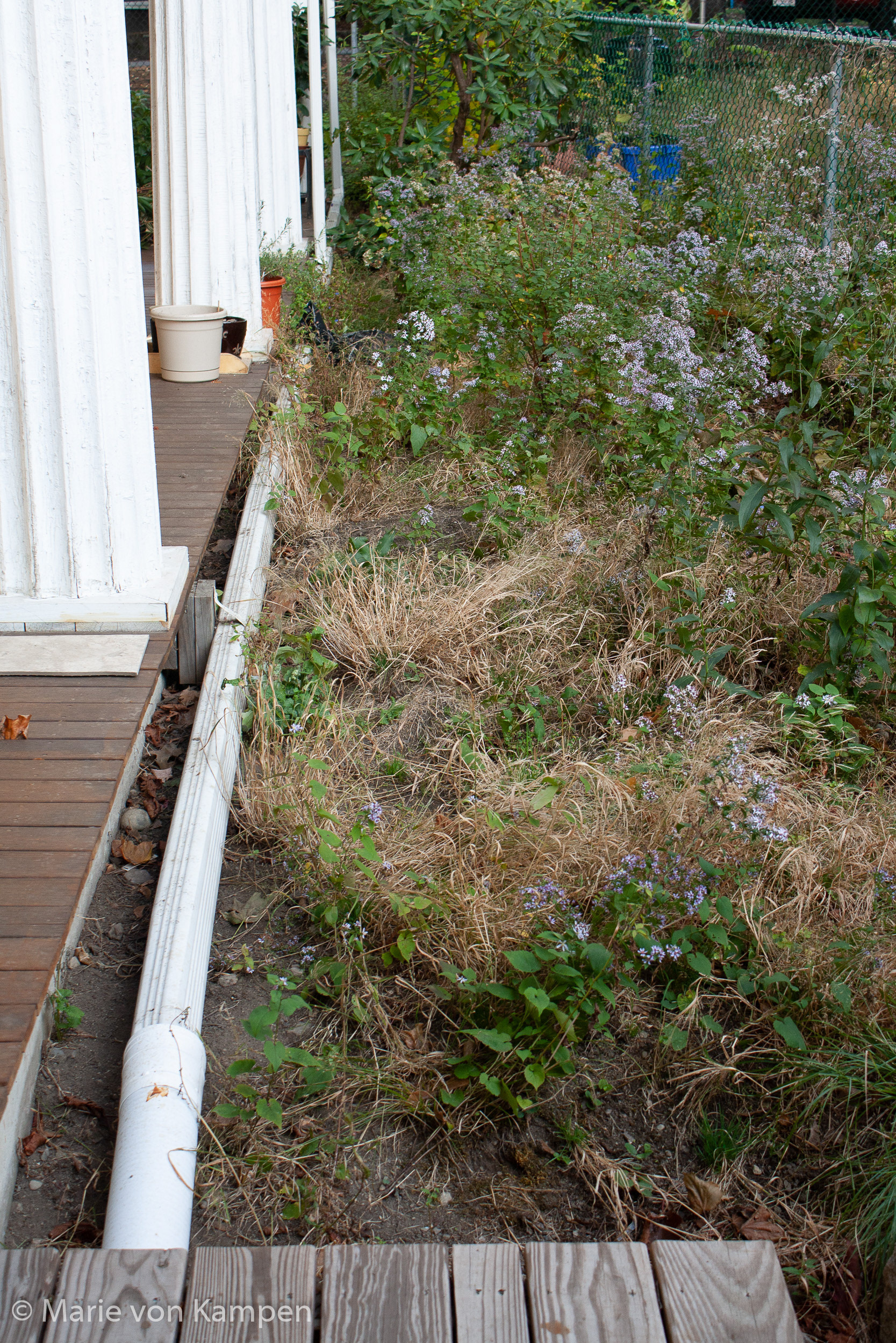 Image 9: Weeds next to the side porch. October 23, 2020, Brookline, MA. 1/125s f5.6 ISO 400 Lens: EF-S18-55 f/3.5-5.6 IS (EFL 32mm). Photo by Marie von Kampen