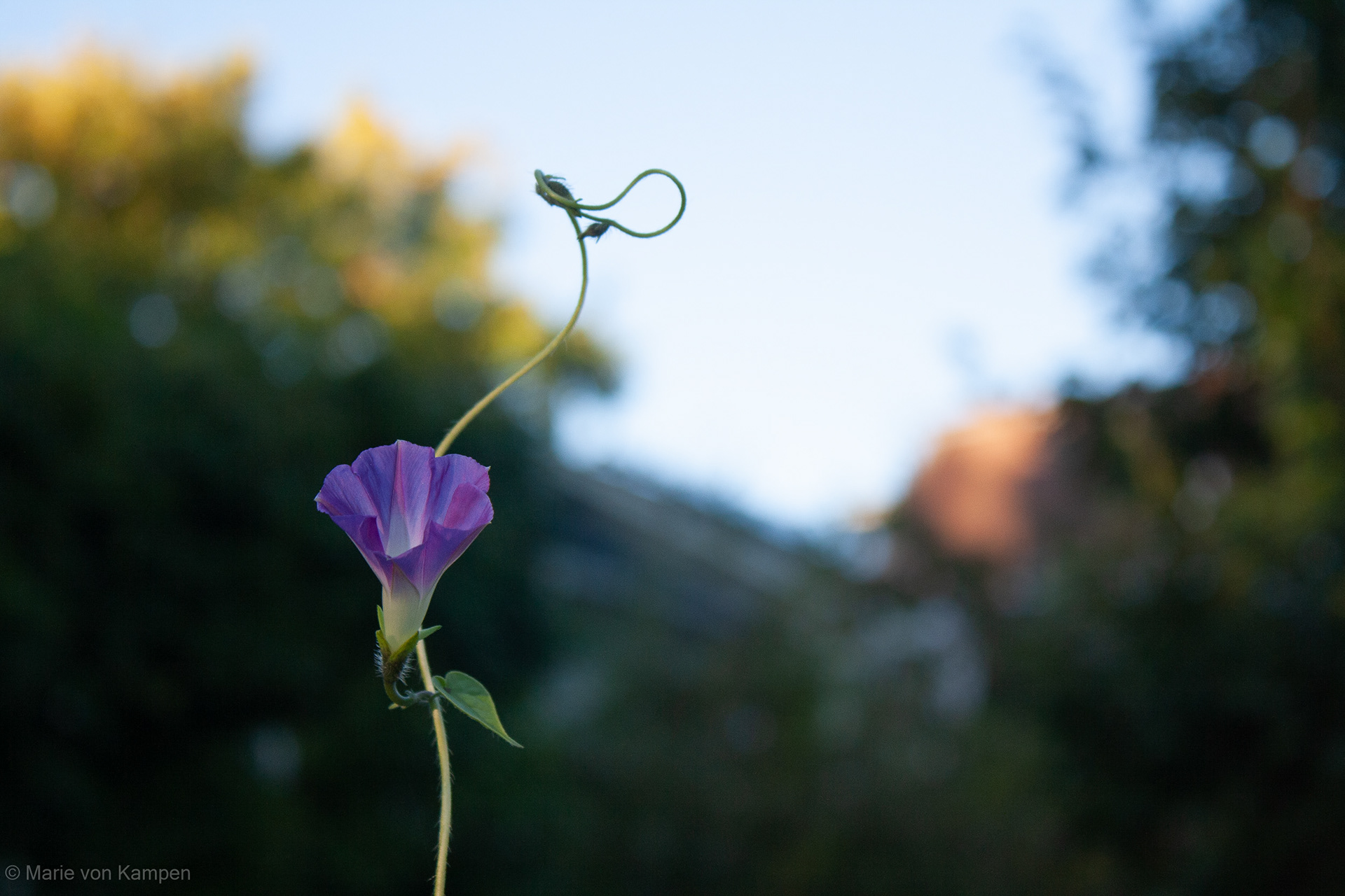 A morning glory’s tendril at dusk. Taken in Brookline, MA, on Wednesday, October 14, 2020. f5.6 (1/400s ISO400) Lens: EF-S18-55mm f/3.5-5.6 IS (EFL 49mm) Photo by Marie von Kampen
