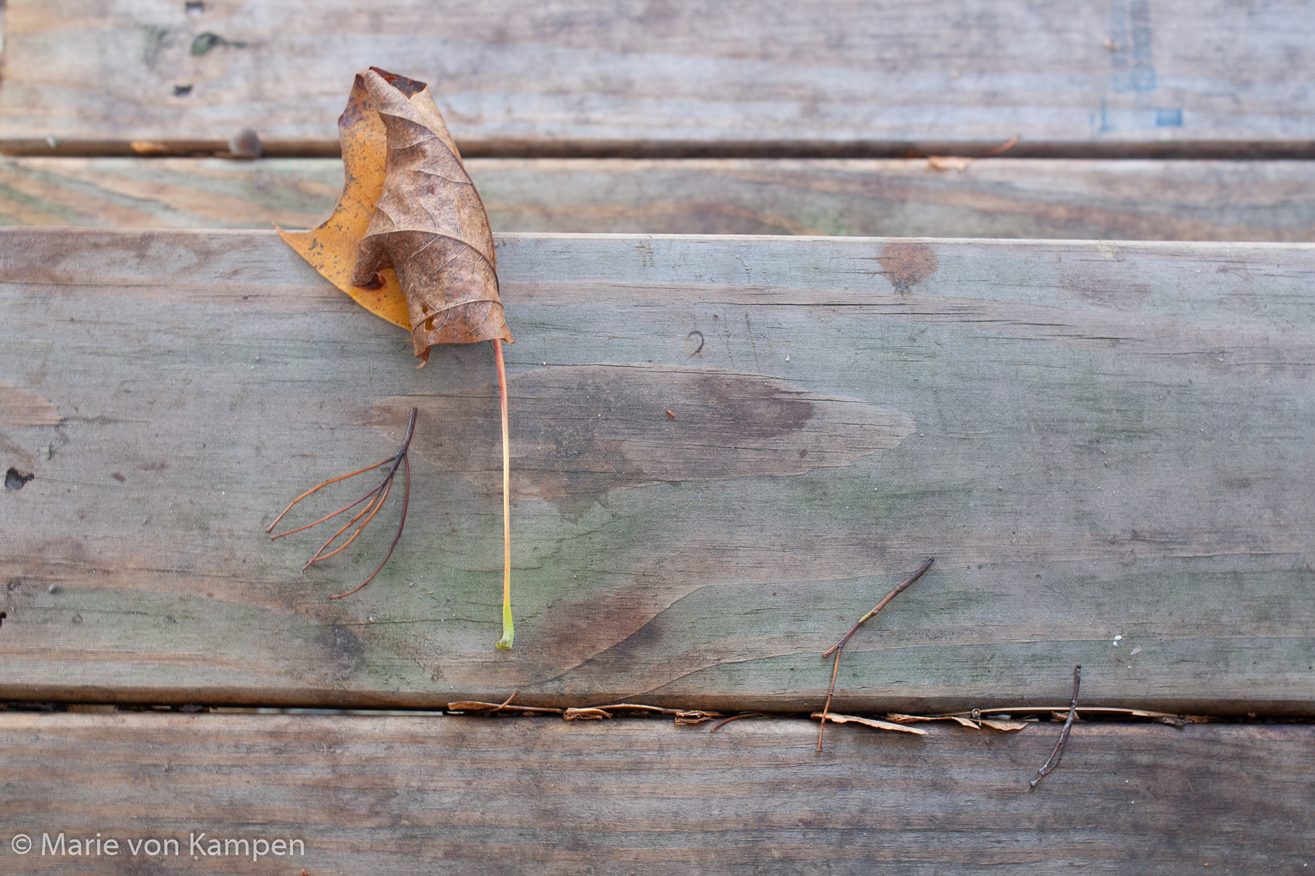 Image 5: Leaf on the stairs. October 23, 2020, Brookline, MA. 1/15s f5.6 ISO 400 Lens: EF-S18-55 f/3.5-5.6 IS (EFL 32mm). Photo by Marie von Kampen