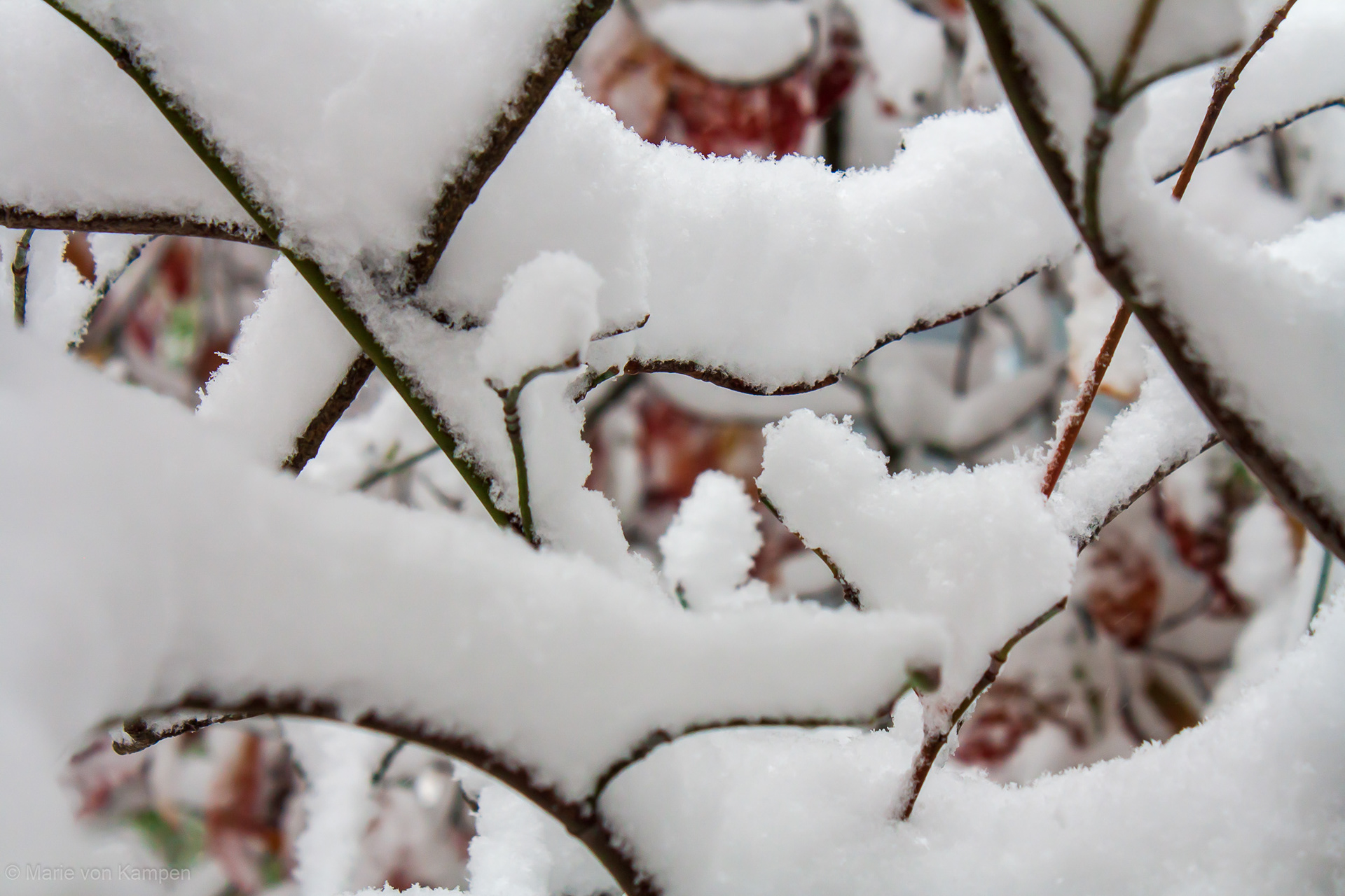 Small accumulation on branches. Taken in Brookline, MA, on Saturday, October 31, 2020. f8 (1/250s ISO 400) Lens: EF-S18-55mm f/3.5-5.6 IS (EFL 55mm) Photo by Marie von Kampen