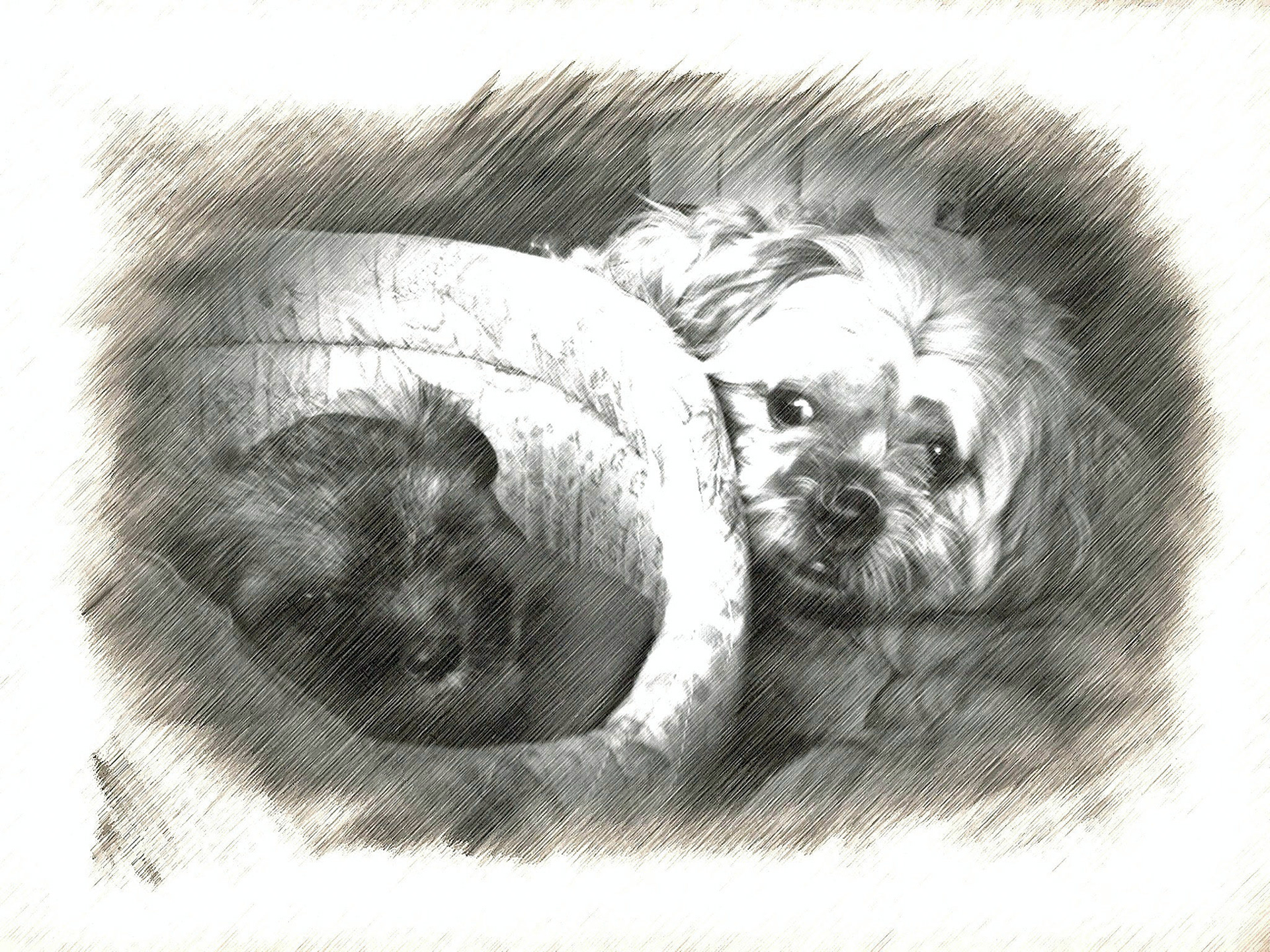 Darcy and Lulu 2011
