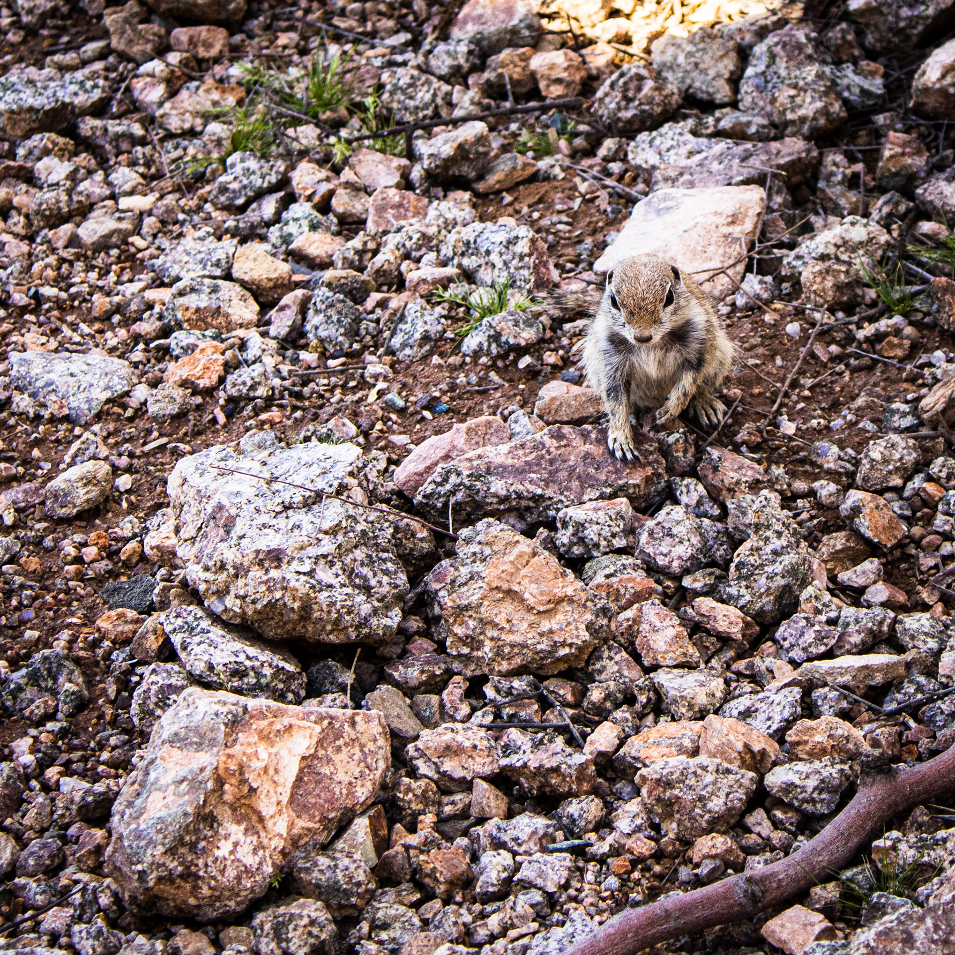 This guy looks like he is about to figure out tool use while Thus Spoke Zarathustra plays in the background