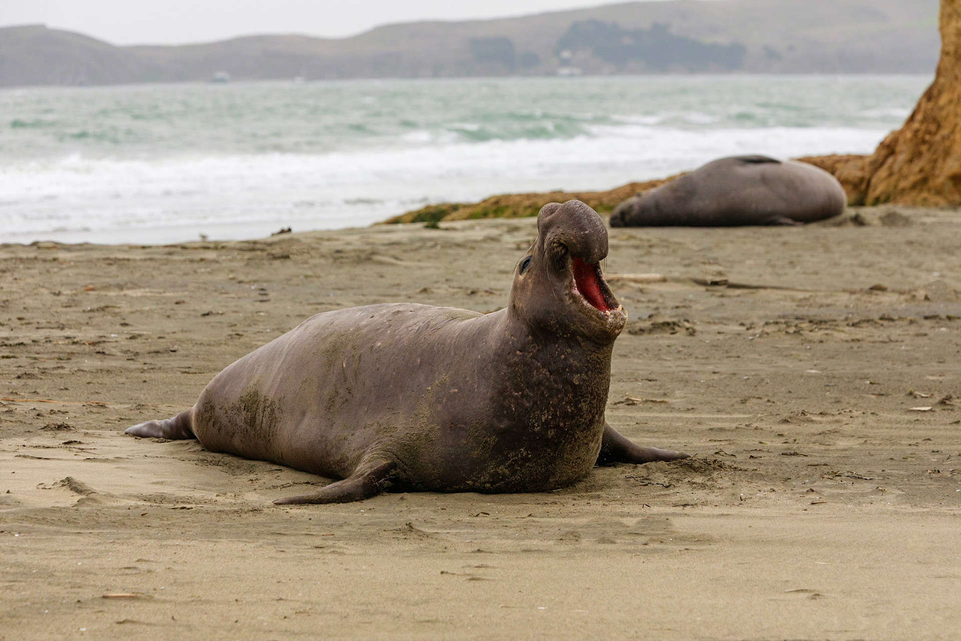 Elephan Seal on Drakes Beach, Point Reyes, California