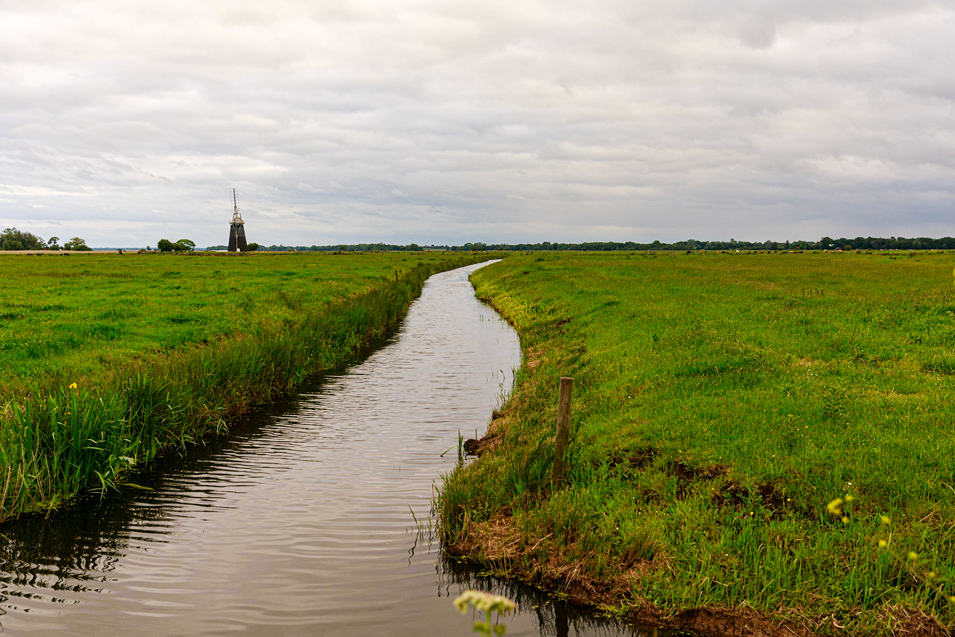A dyke on Halvergate marsh (June 2019)