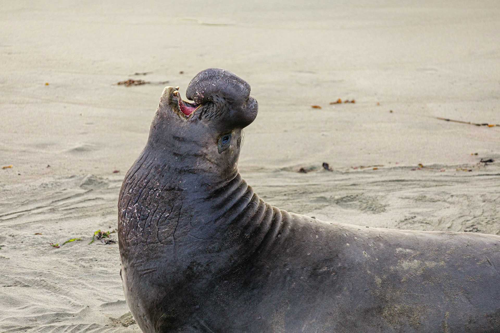 Elepant Seal