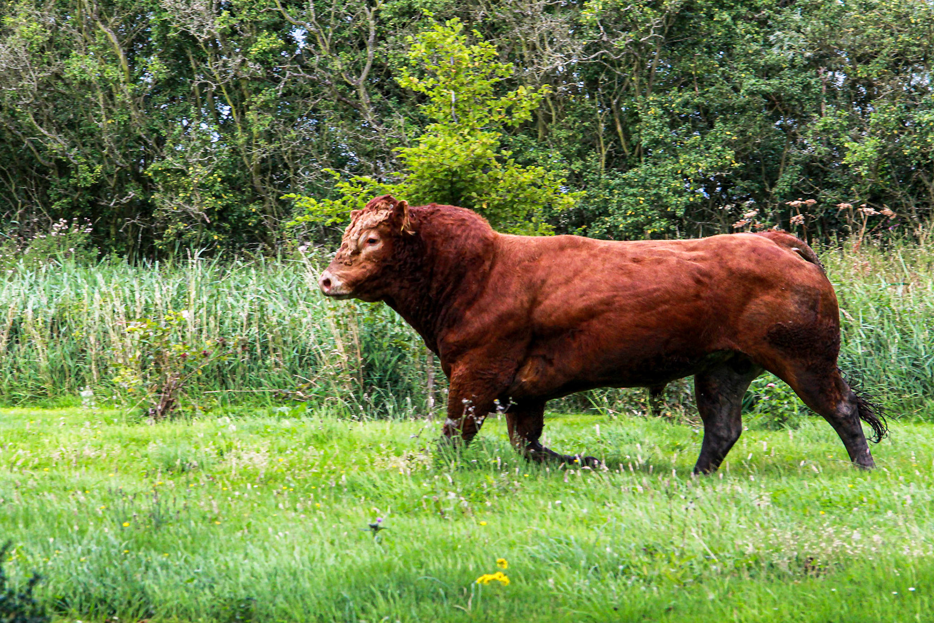 Bull in the Garden