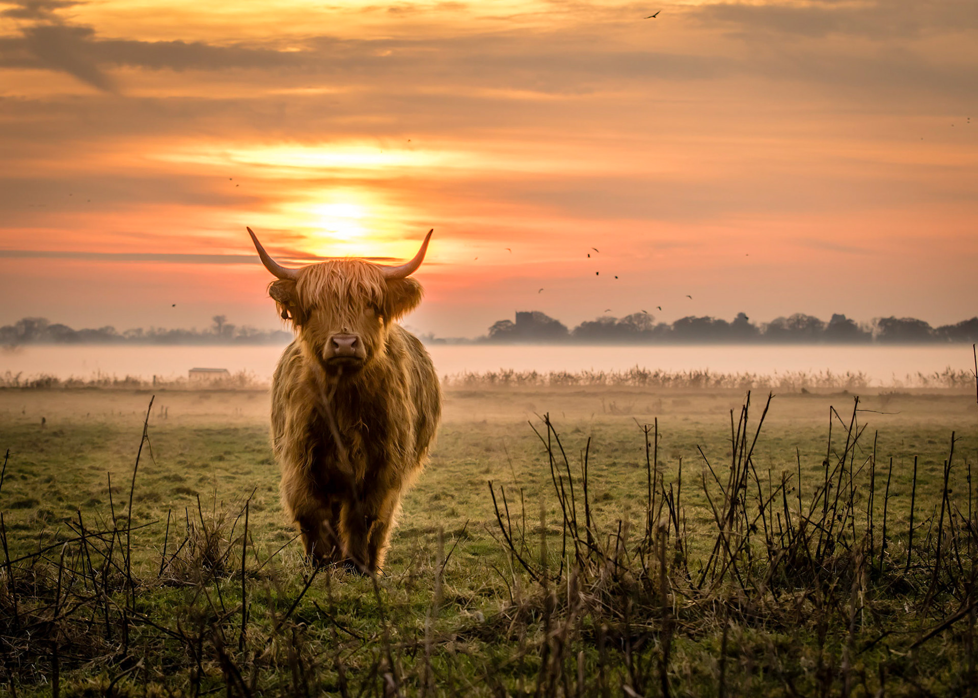 Sunset on Halvergate Marsh (dec-16)