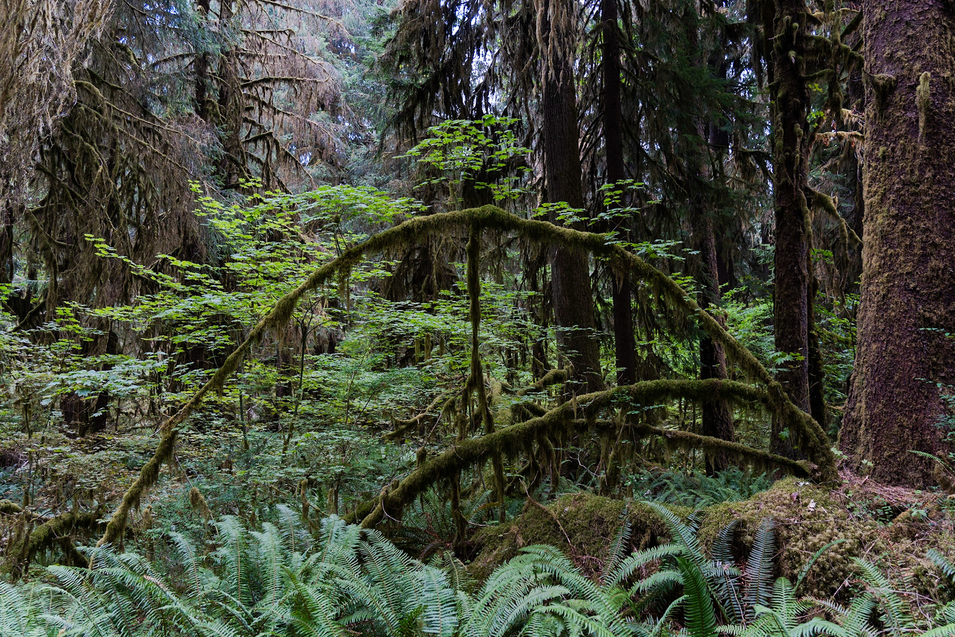 Hoh Rainforest
