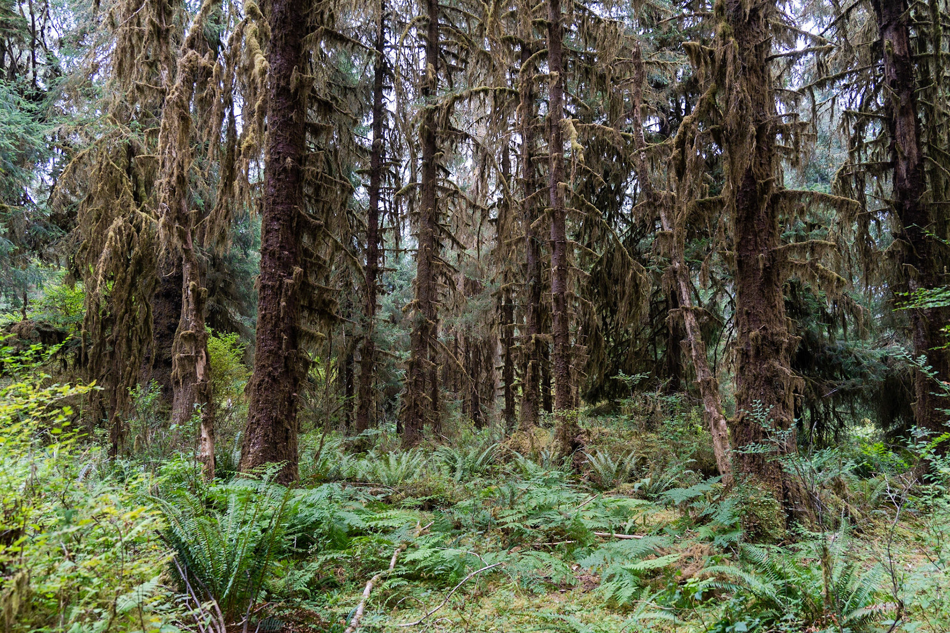 Hoh Rainforest