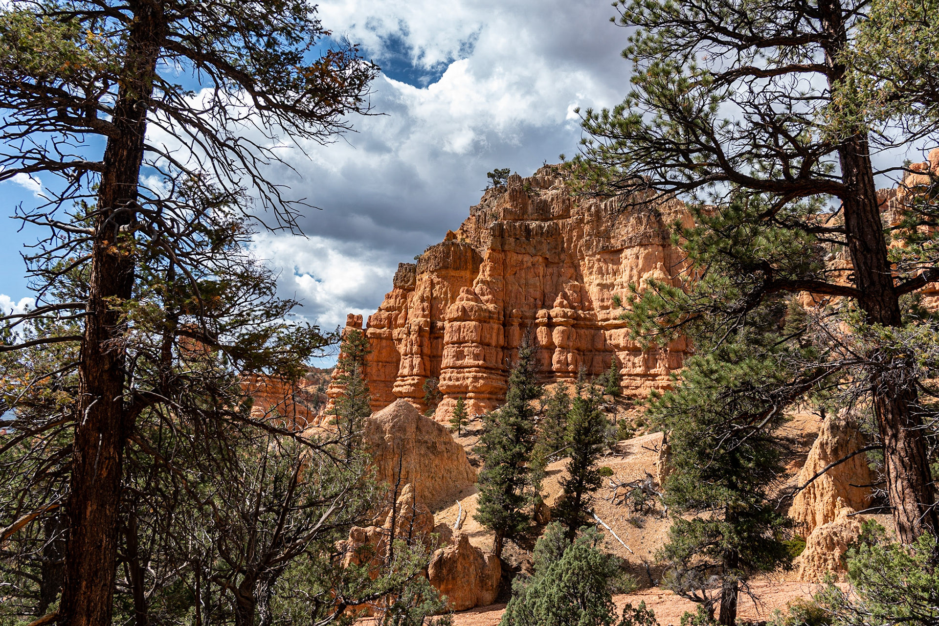 Dixie National Forest