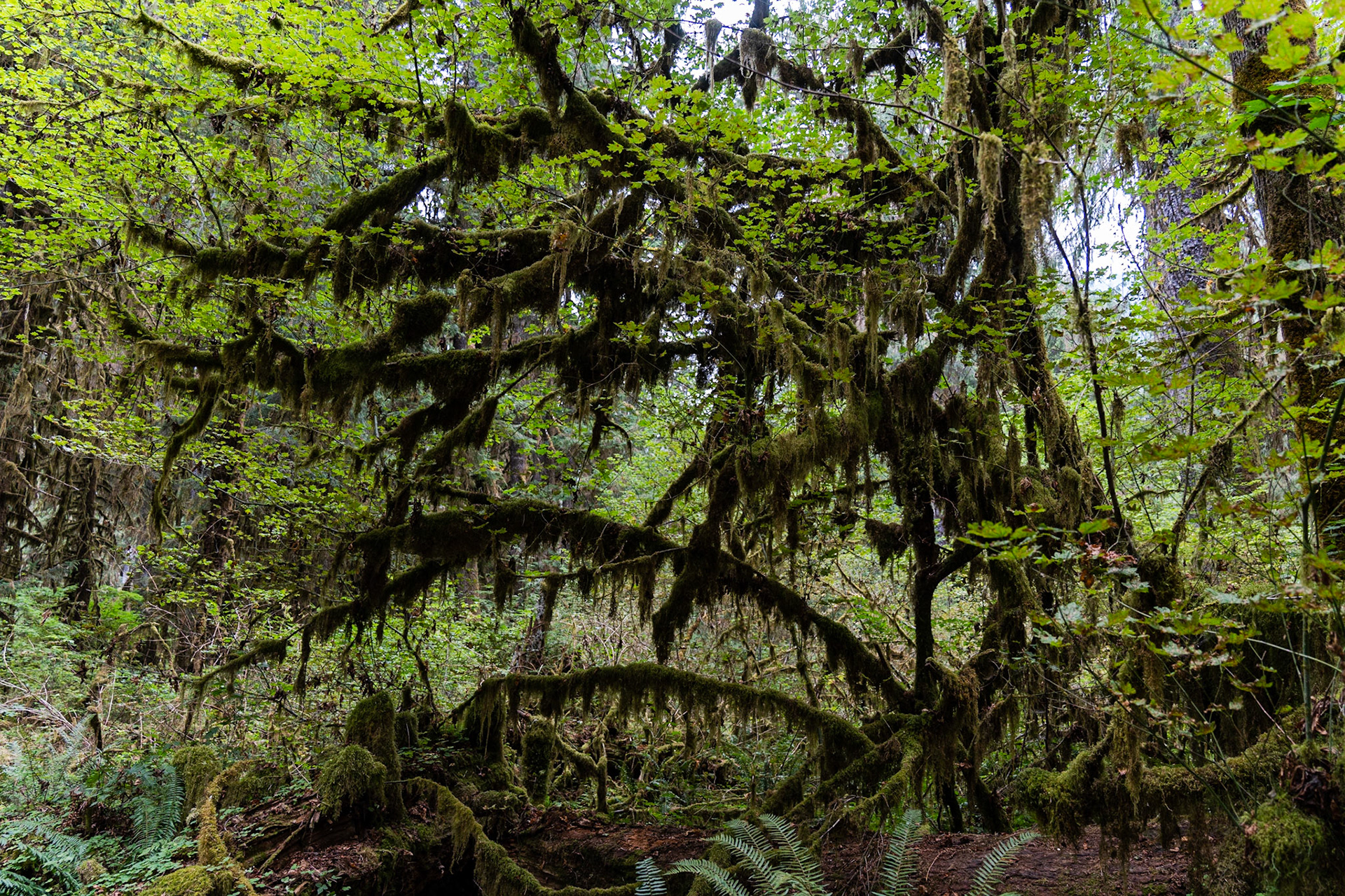 Hoh Rainforest