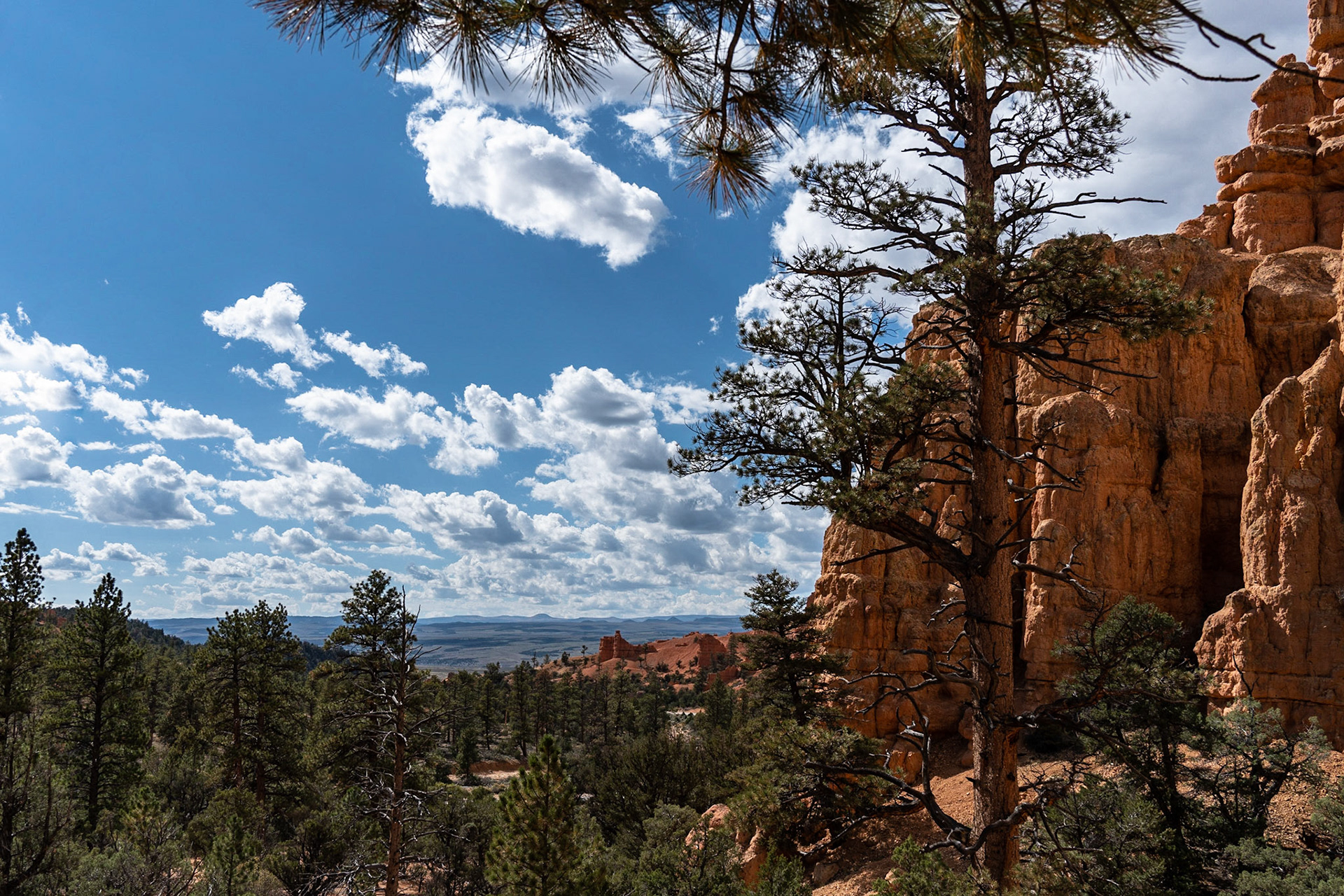 Dixie National Forest