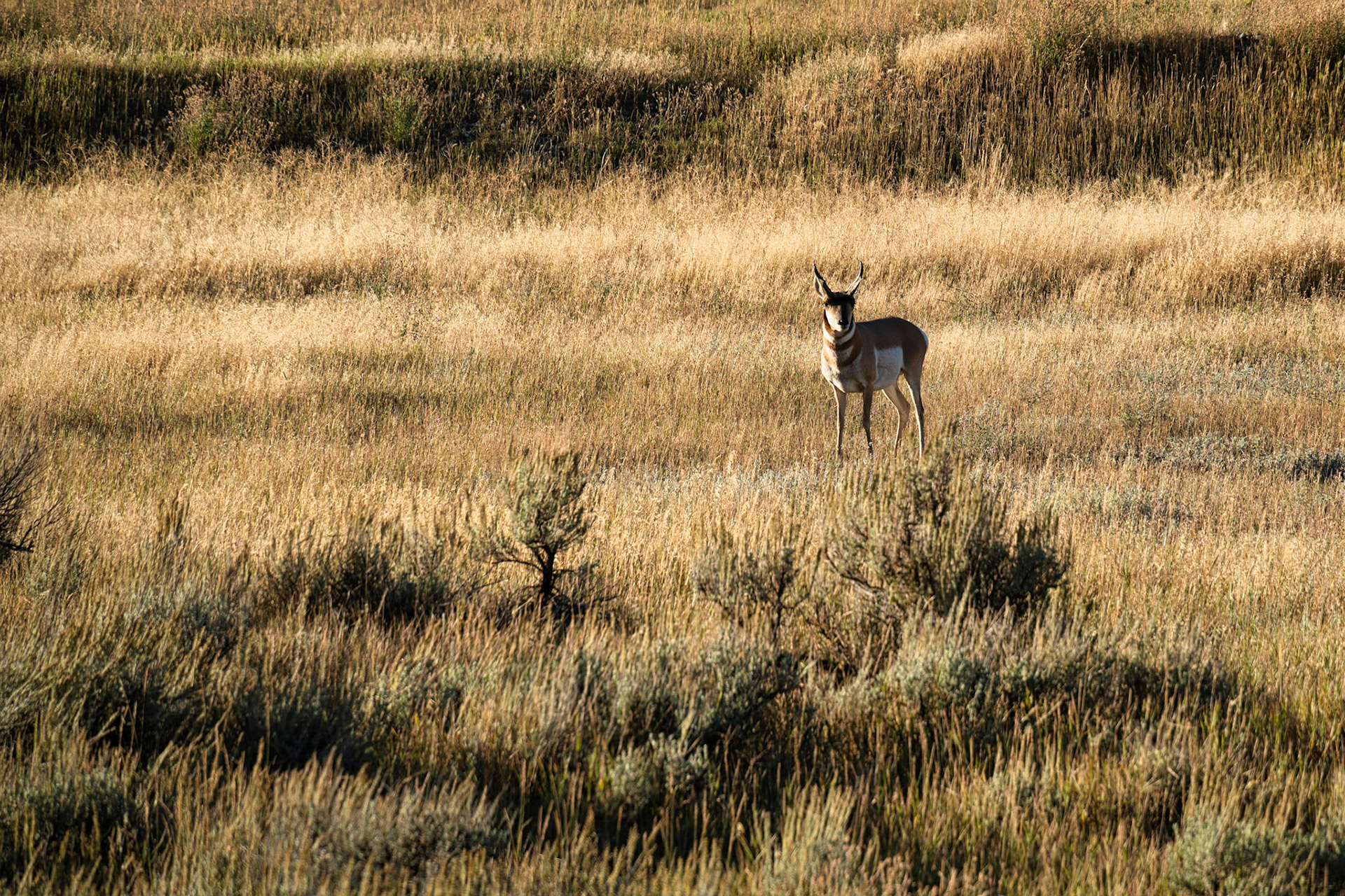 Grand Teton Parc