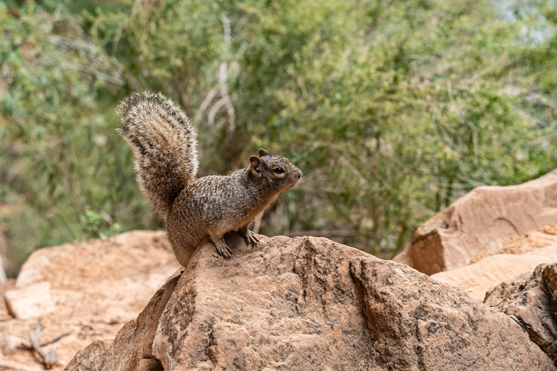 Zion National Parc