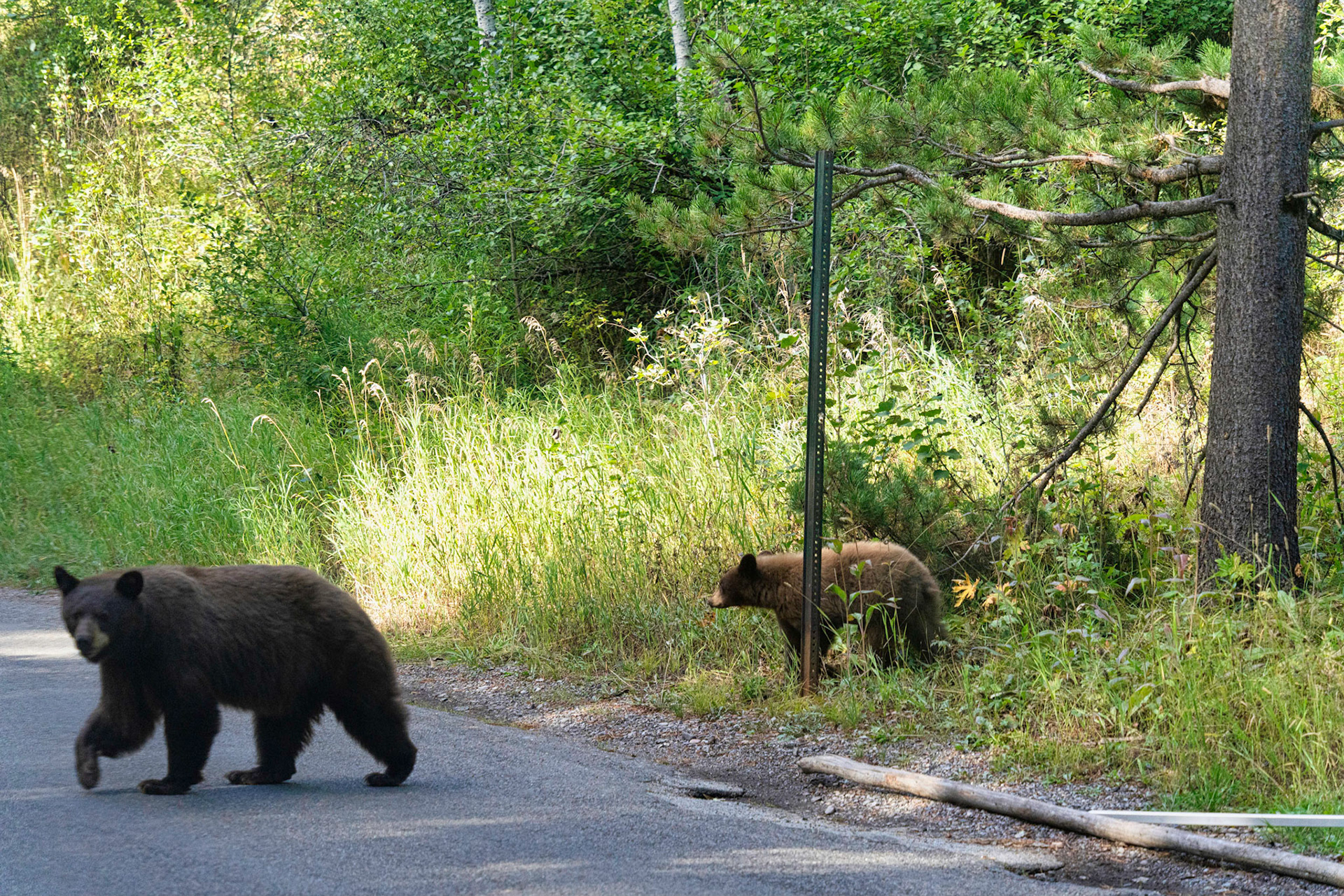 Grand Teton Parc