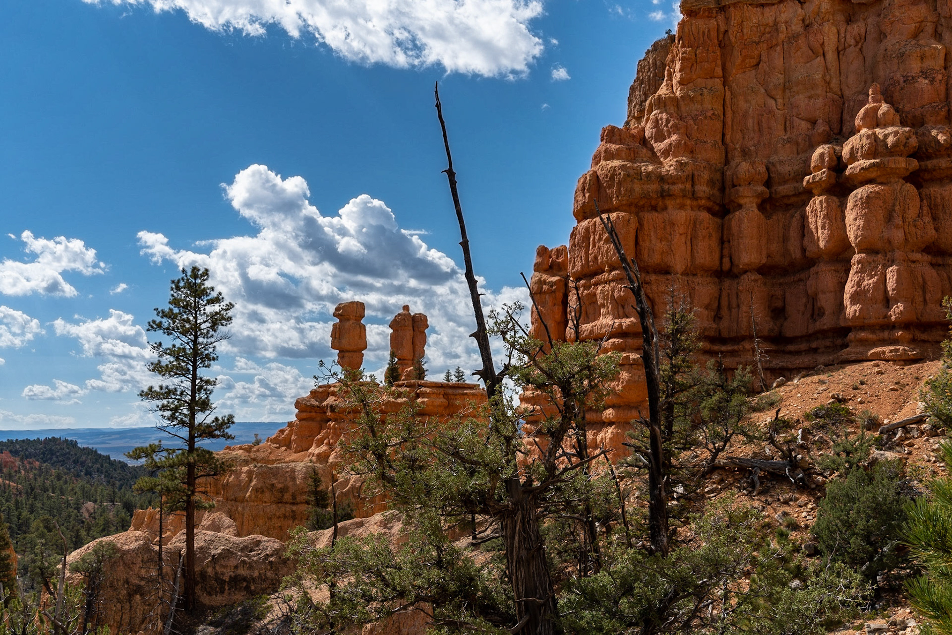 Dixie National Forest