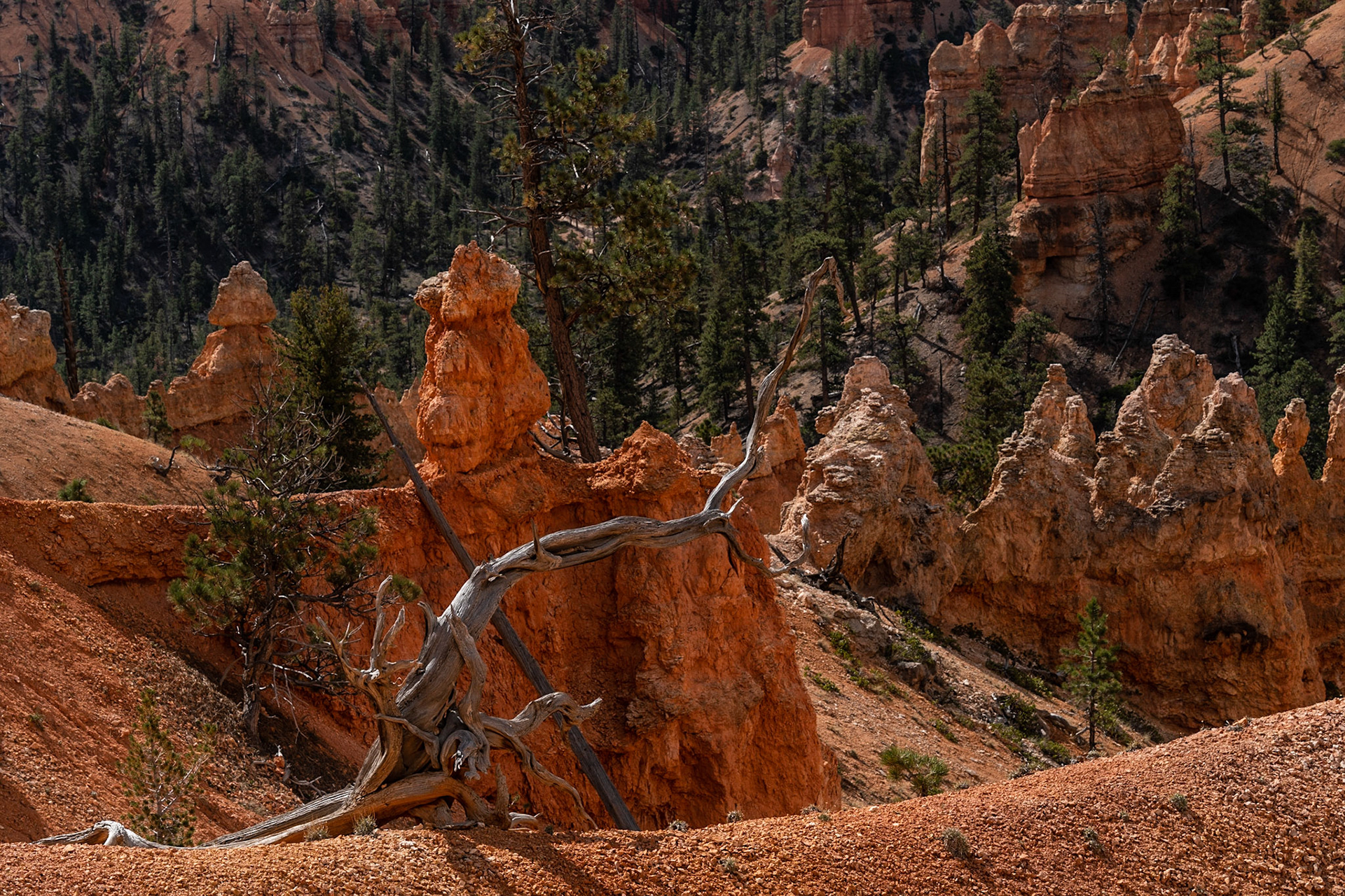 Bryce Canyon