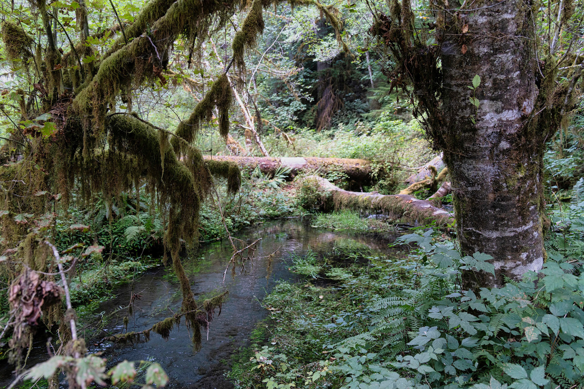 Hoh Rainforest