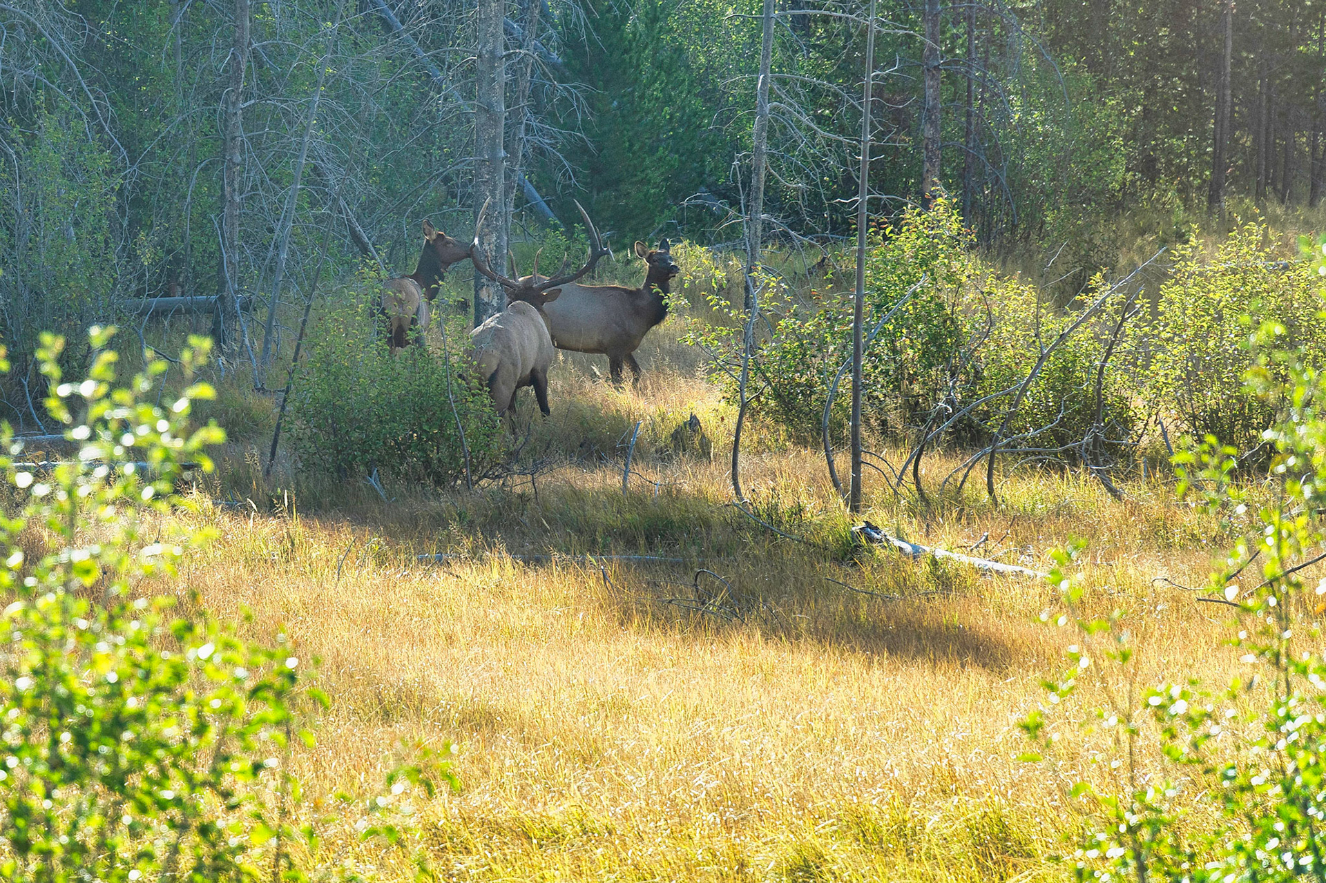 Grand Teton Parc