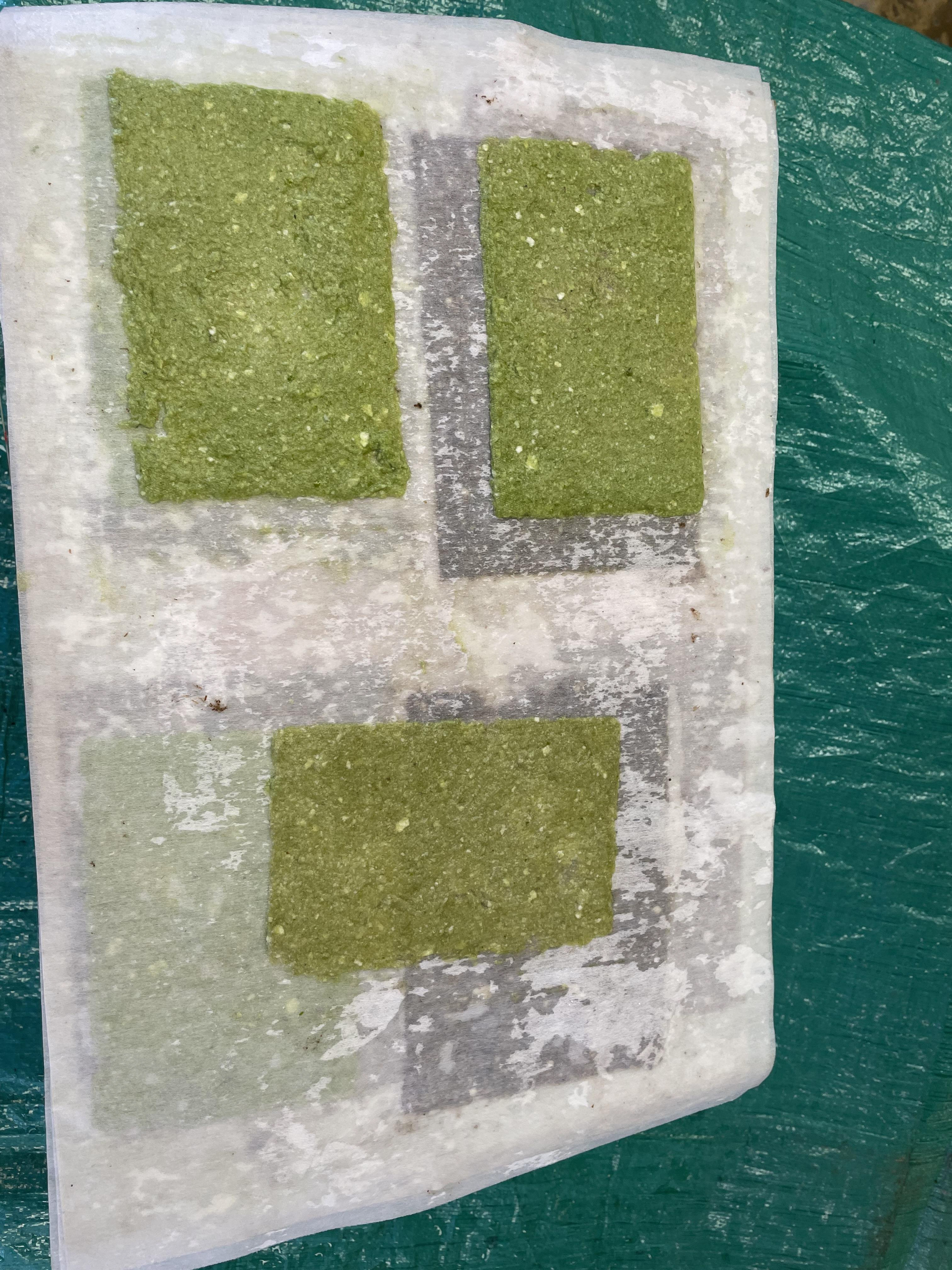 WIP photos of anarchis and duck weed paper