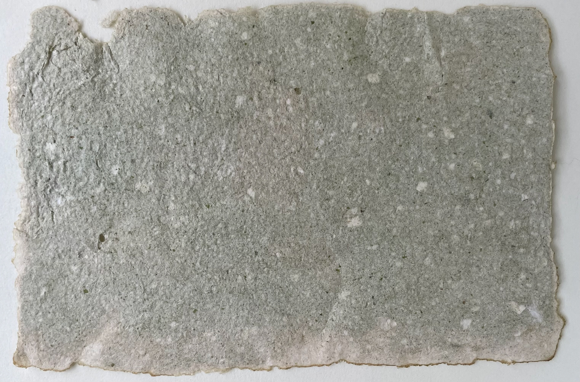 Anarchis and Duckweed paper