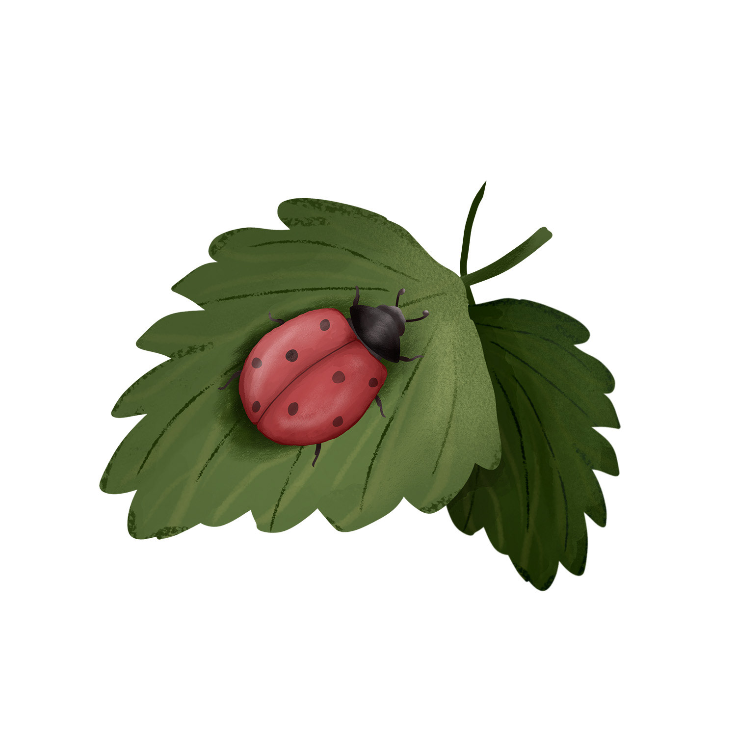 A sweet ladybug resting on a lush green leaf.