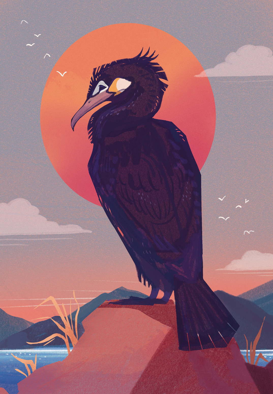 "Great Cormorant"