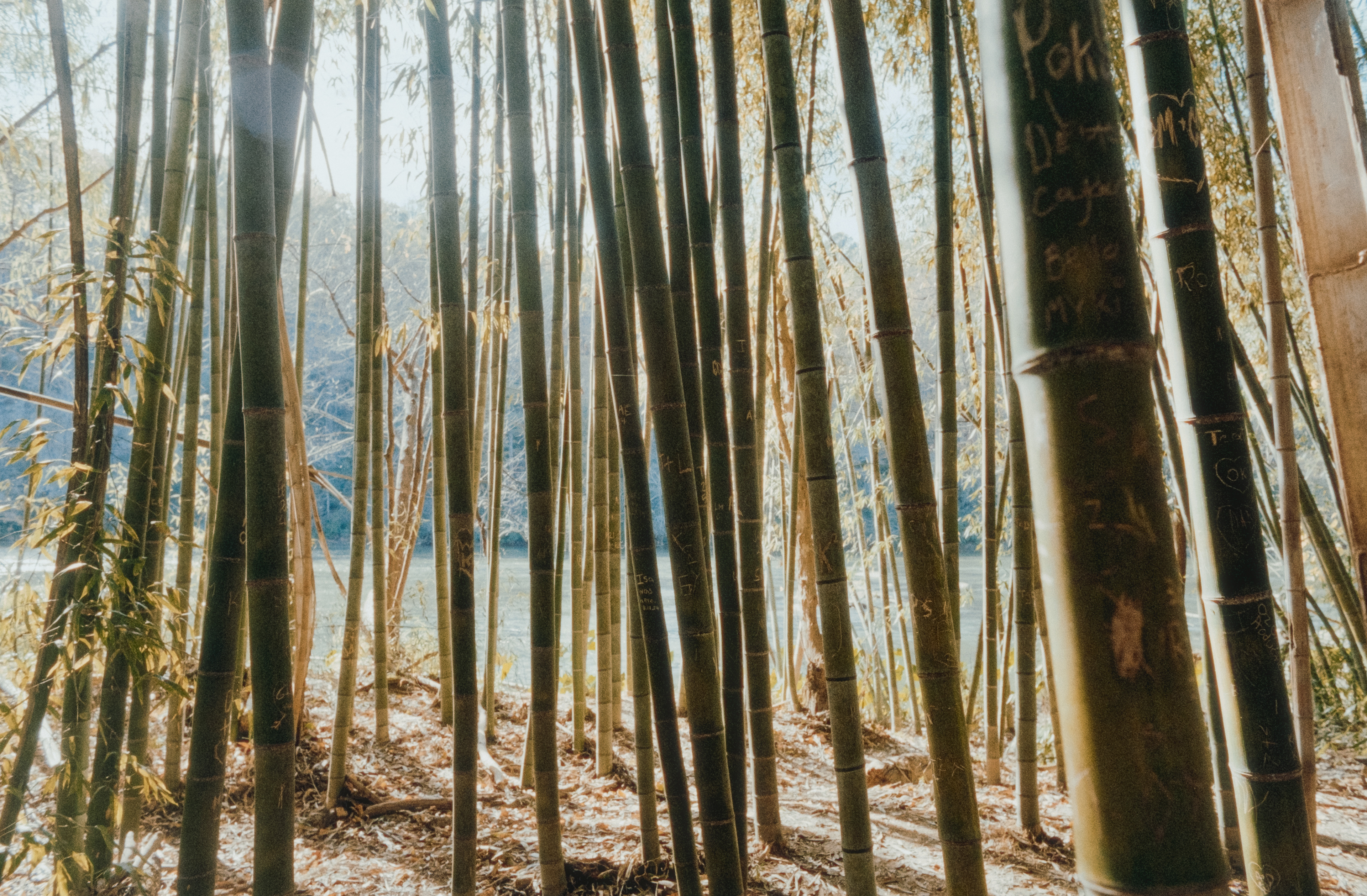 Pentax K1000 - Kodak Gold 200