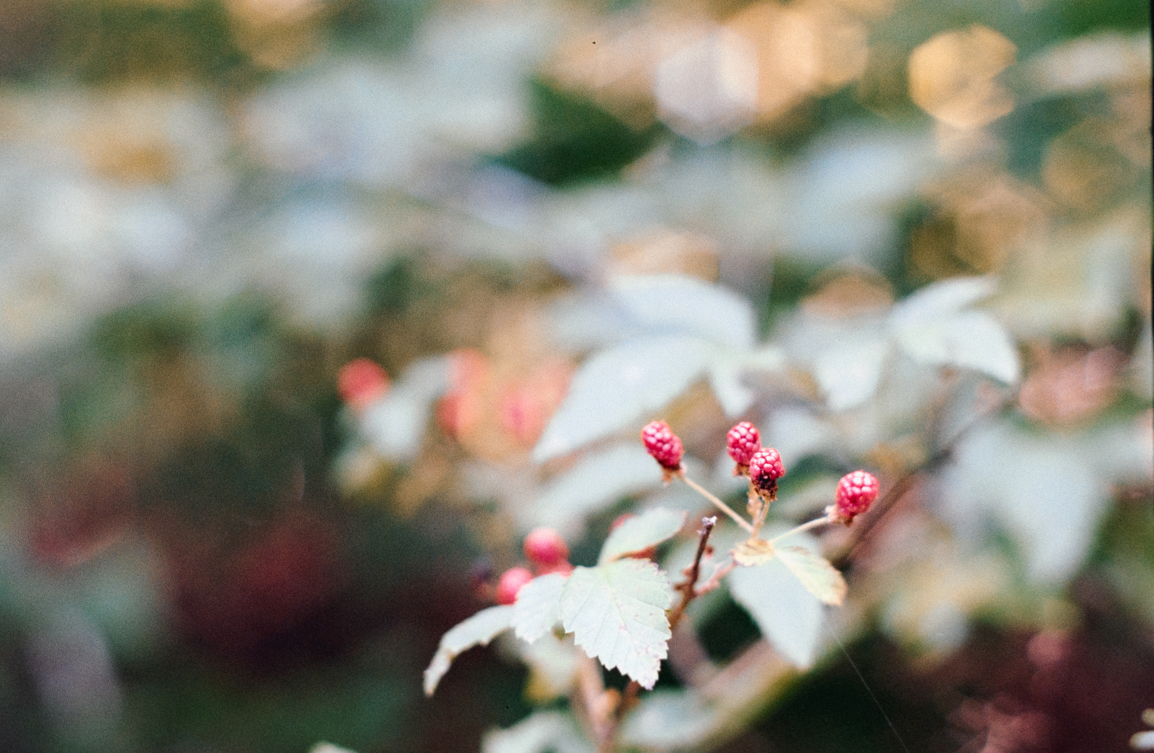 Pentax K1000 - Kodak Gold 200