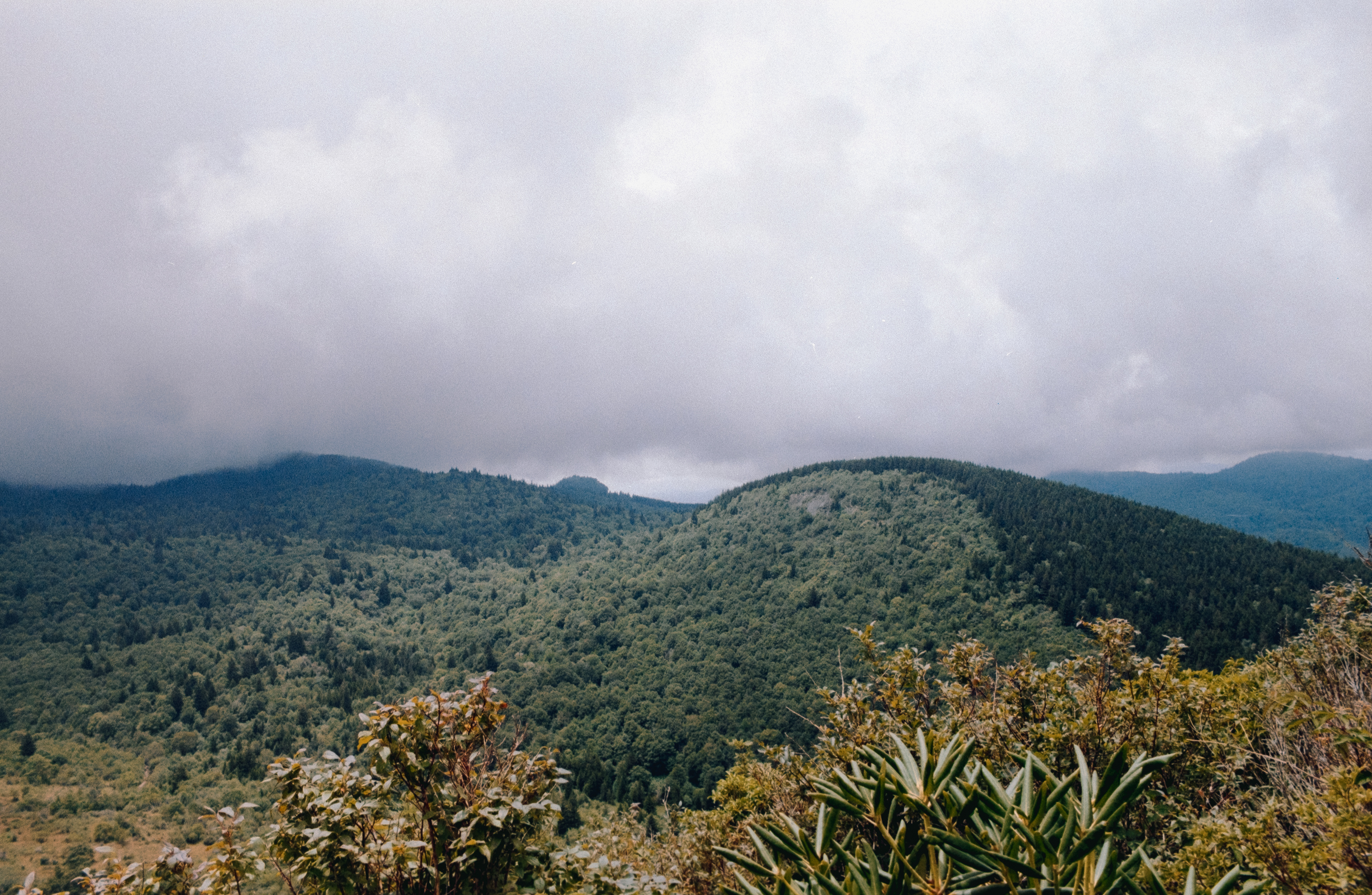 Pentax K1000 - Kodak Gold 2000