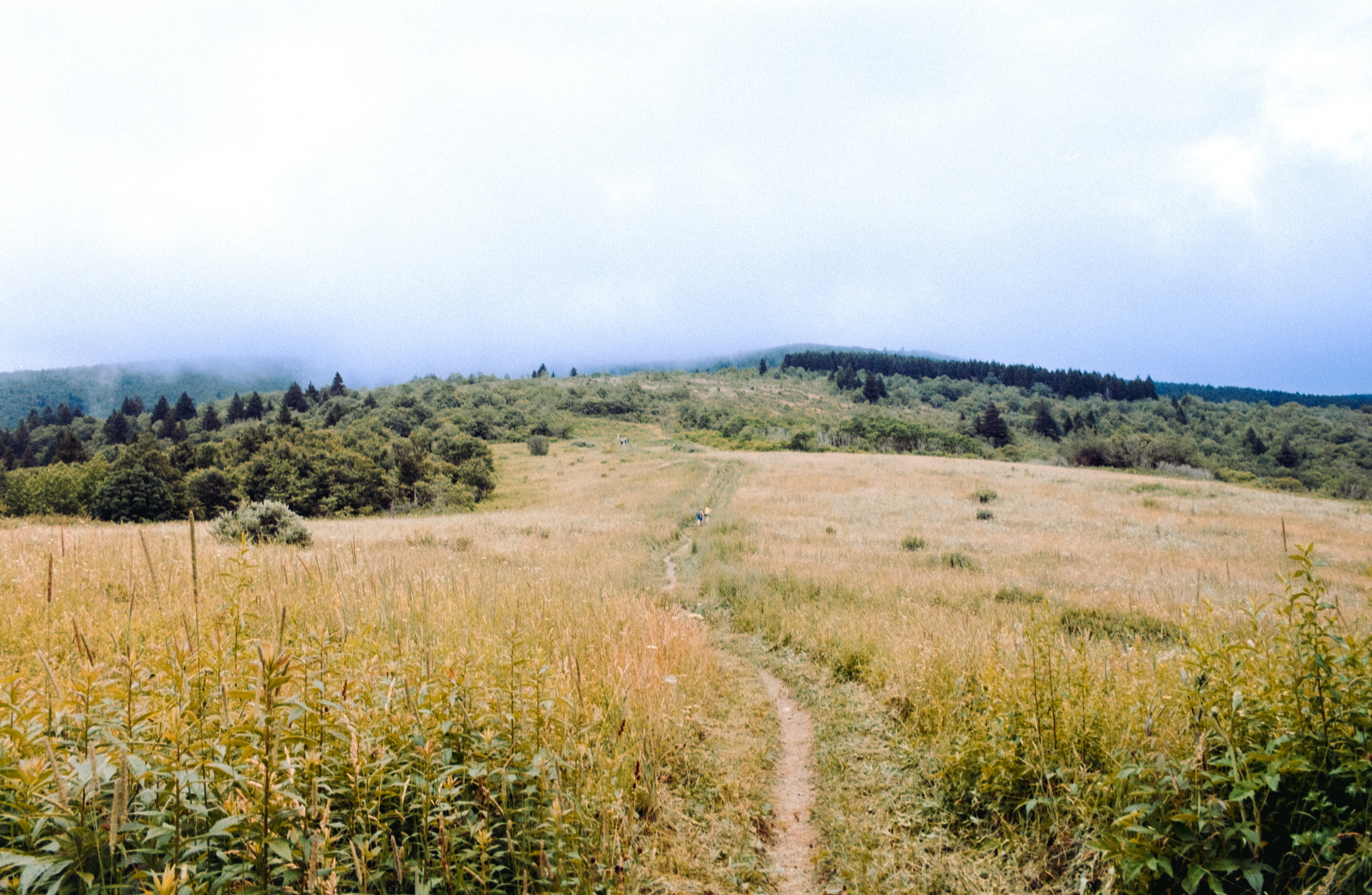 Pentax K1000 - Kodak Gold 200