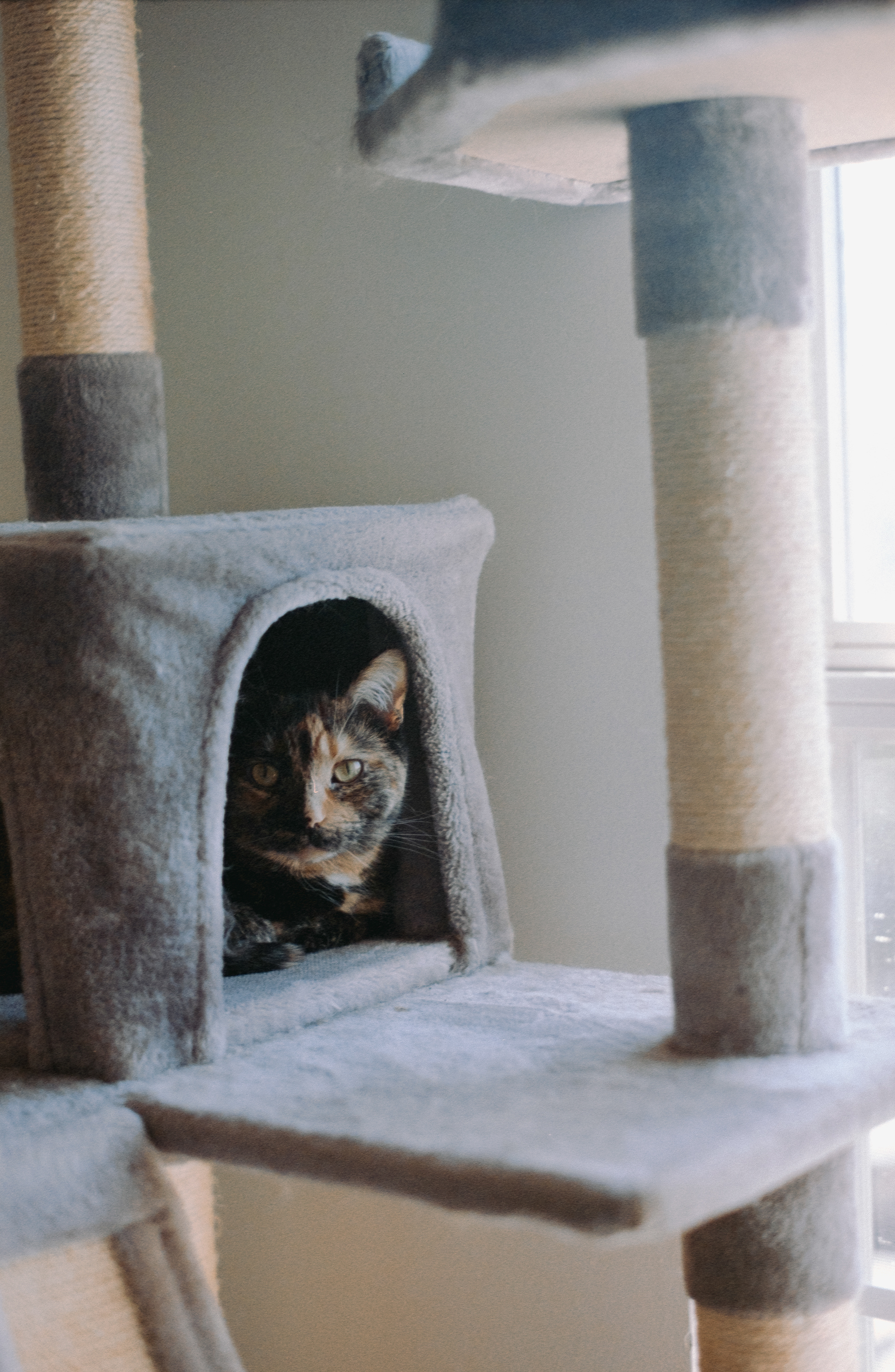 Pentax K1000 - Kodak Gold 200