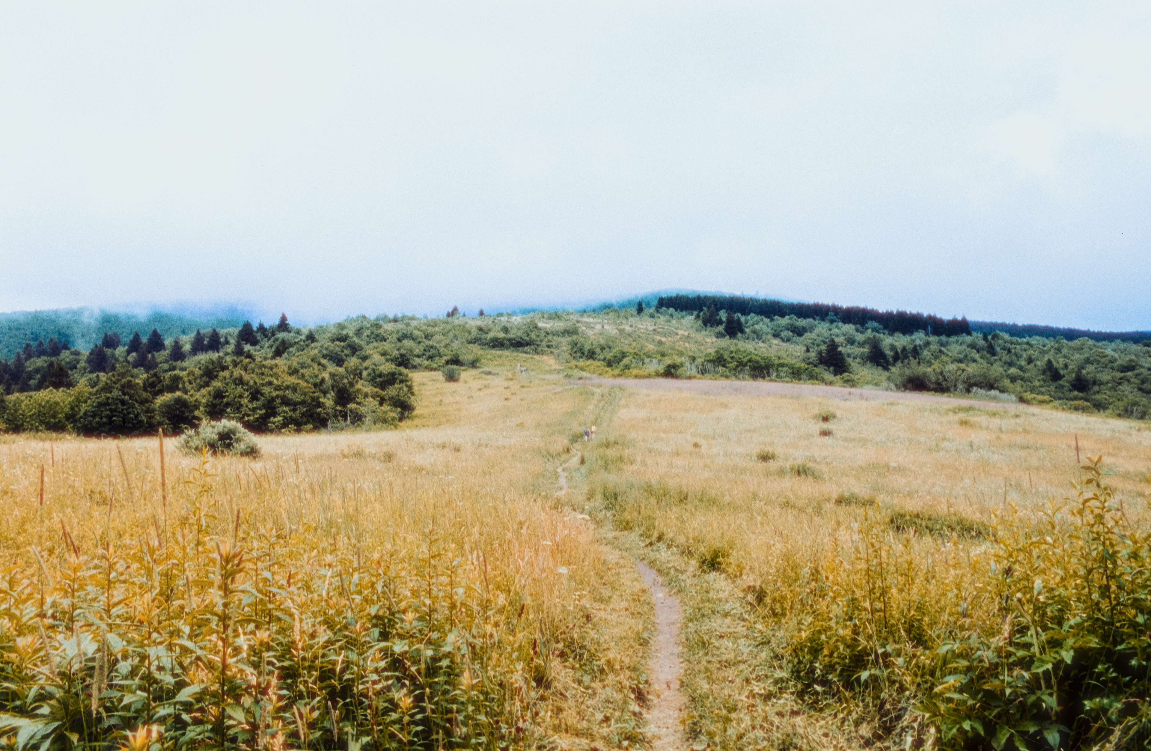 Pentax K1000 - Kodak Gold 200