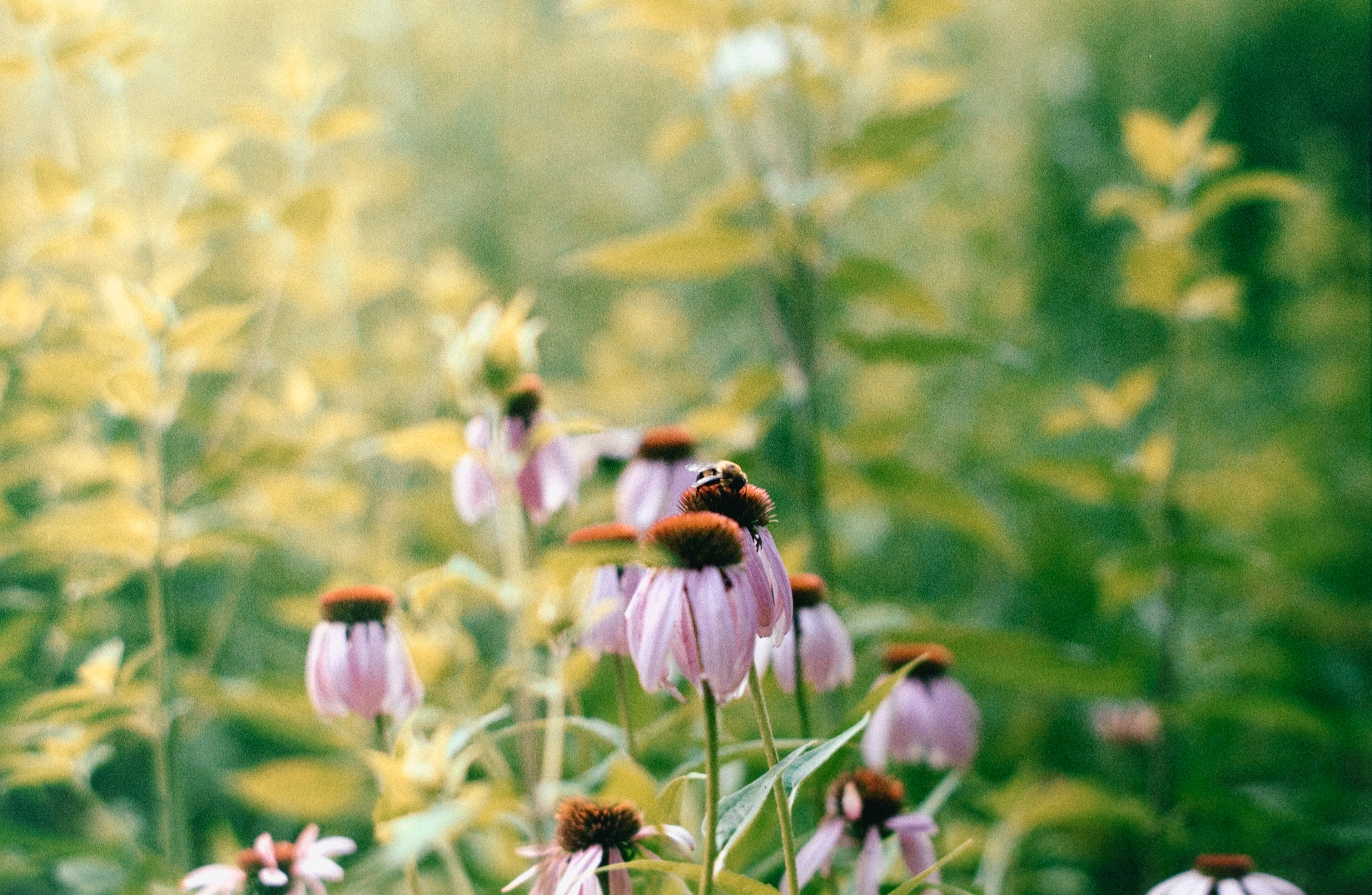 Pentax K1000 - Kodak Gold 200