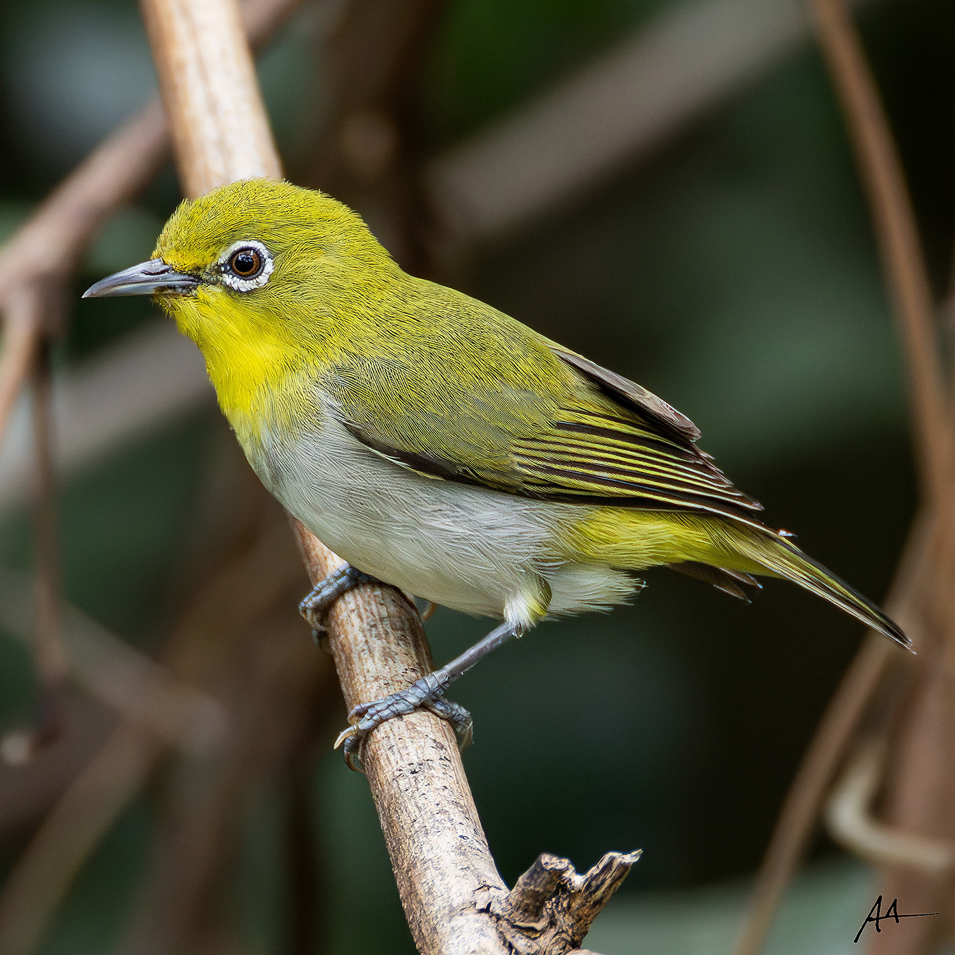 Lowland White-eye
