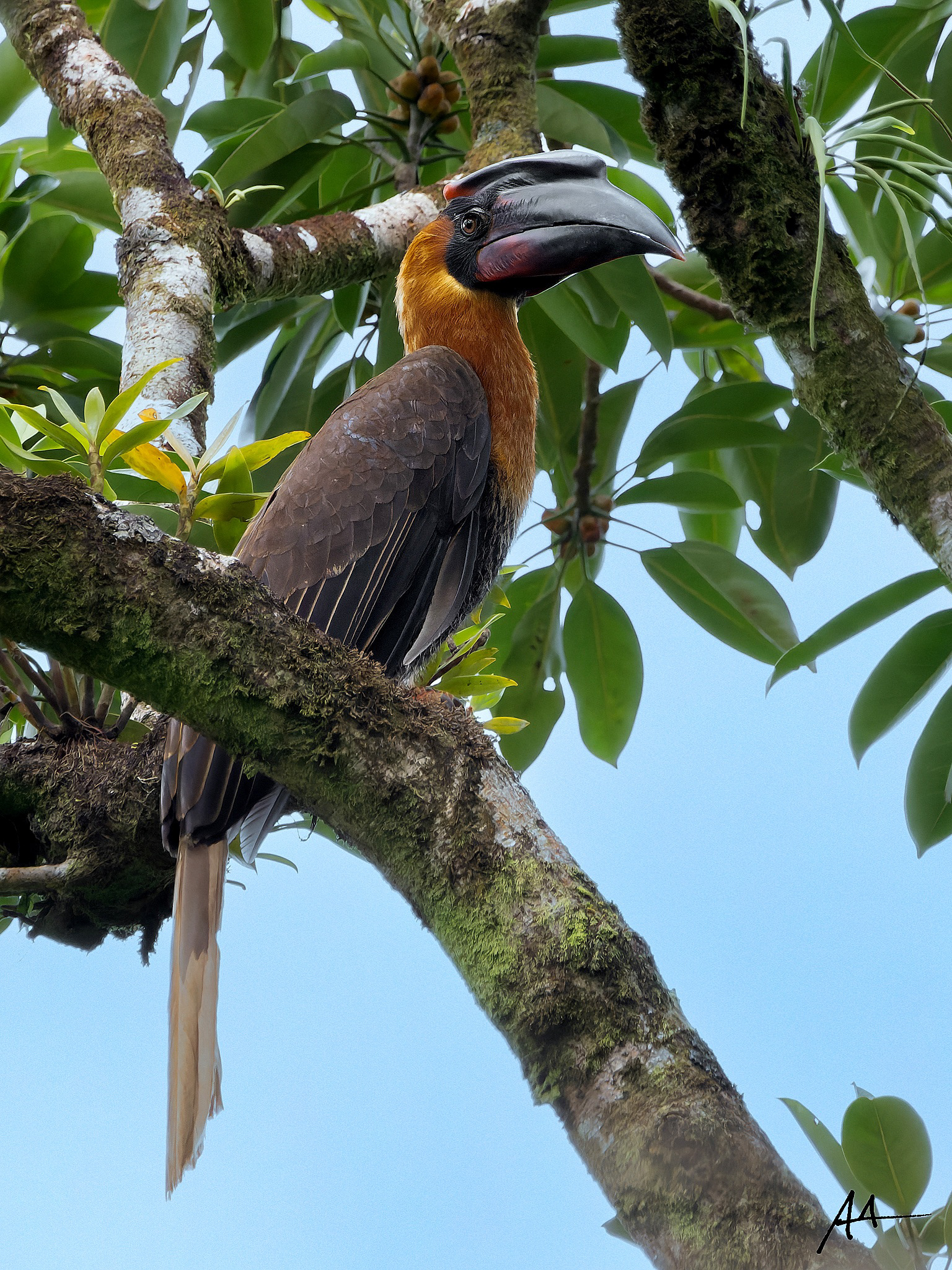 Northern Rufous Hornbill