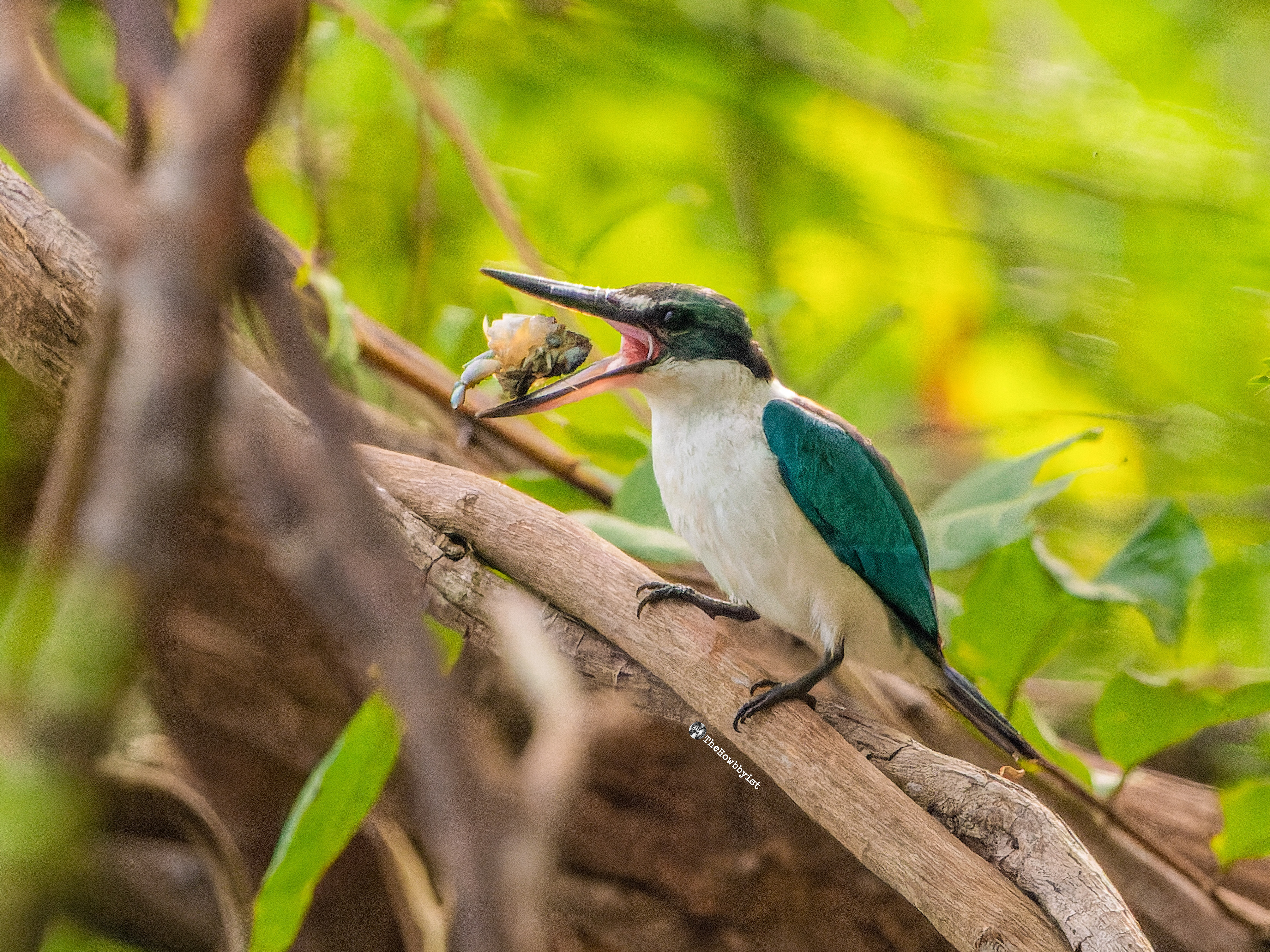 Collared Kingfisher