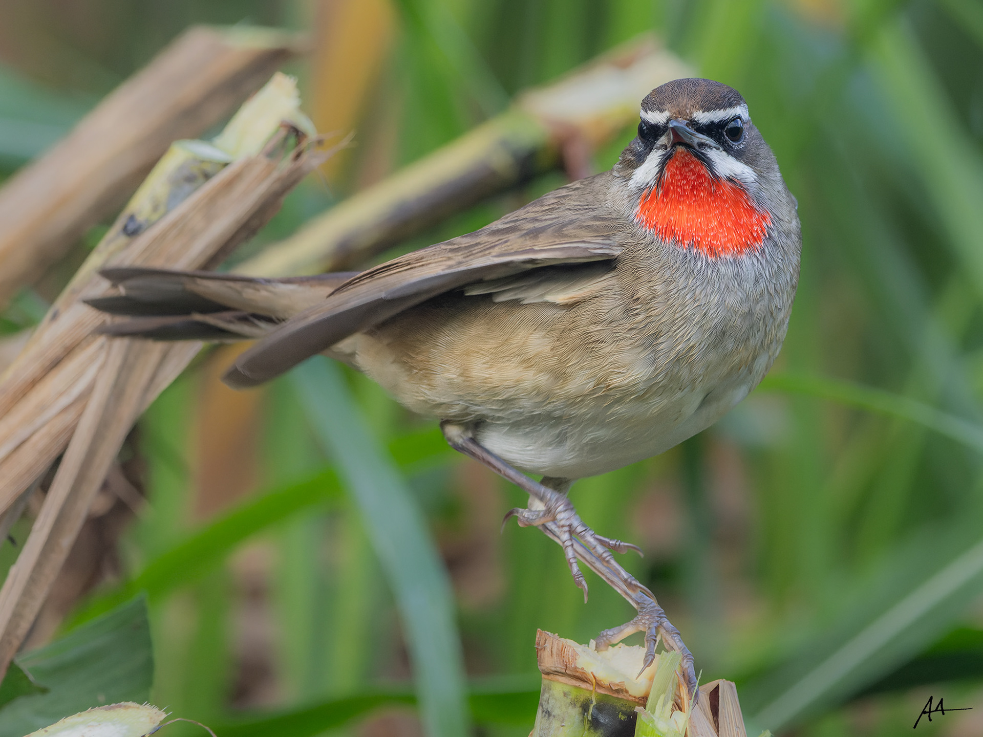 Siberian Rubythroat