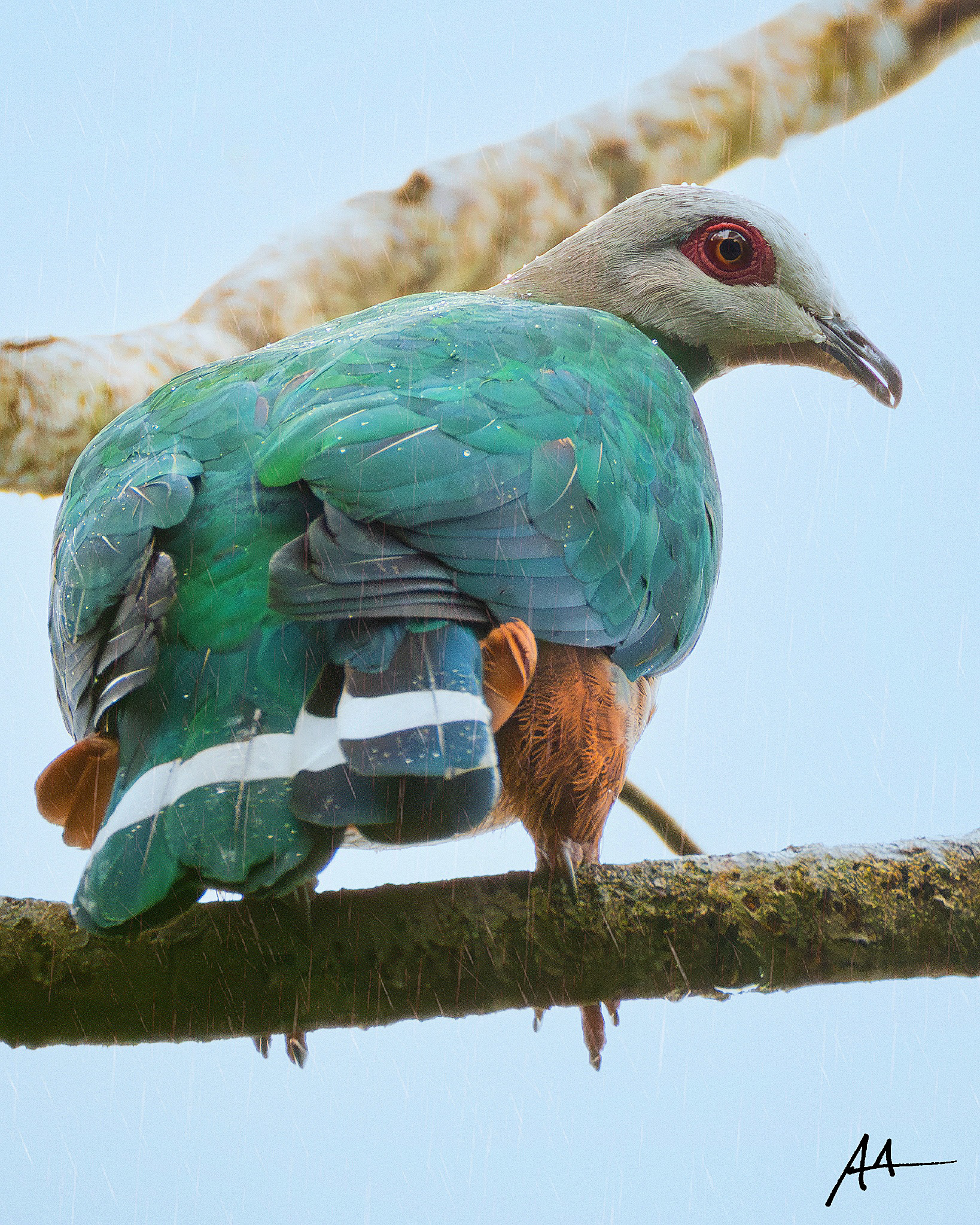 Pink-bellied Imperial Pigeon