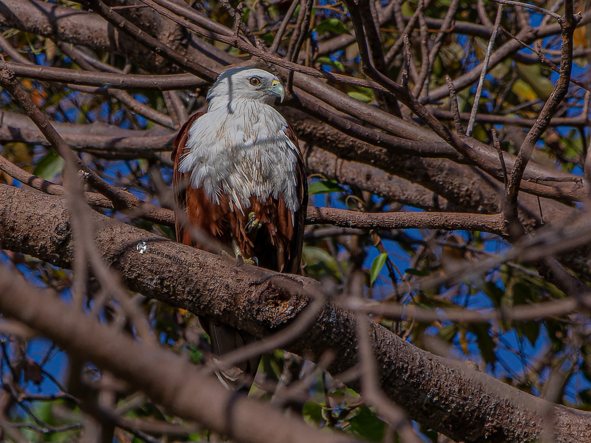 Brahminy Kite