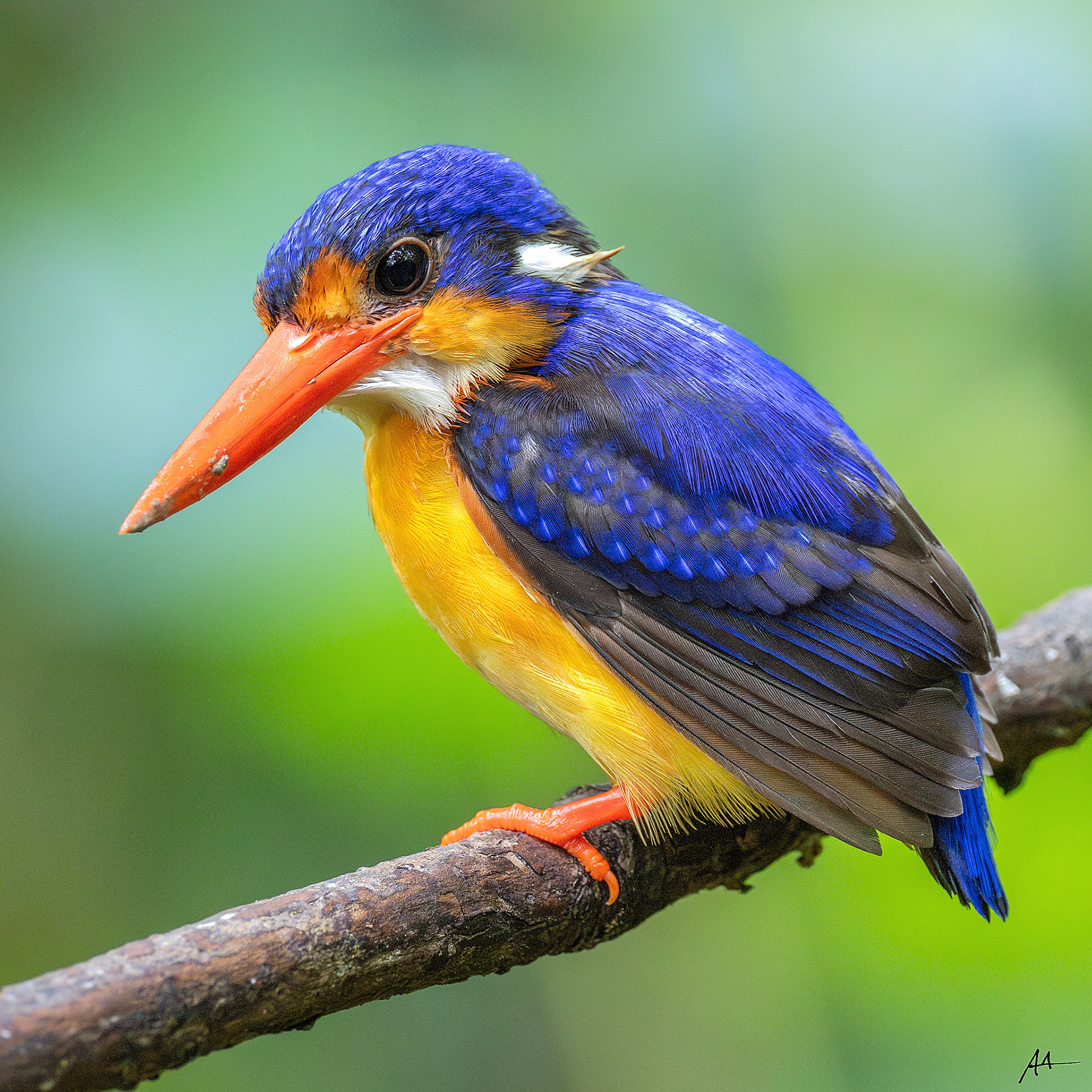 Dimorphic Dwarf Kingfisher