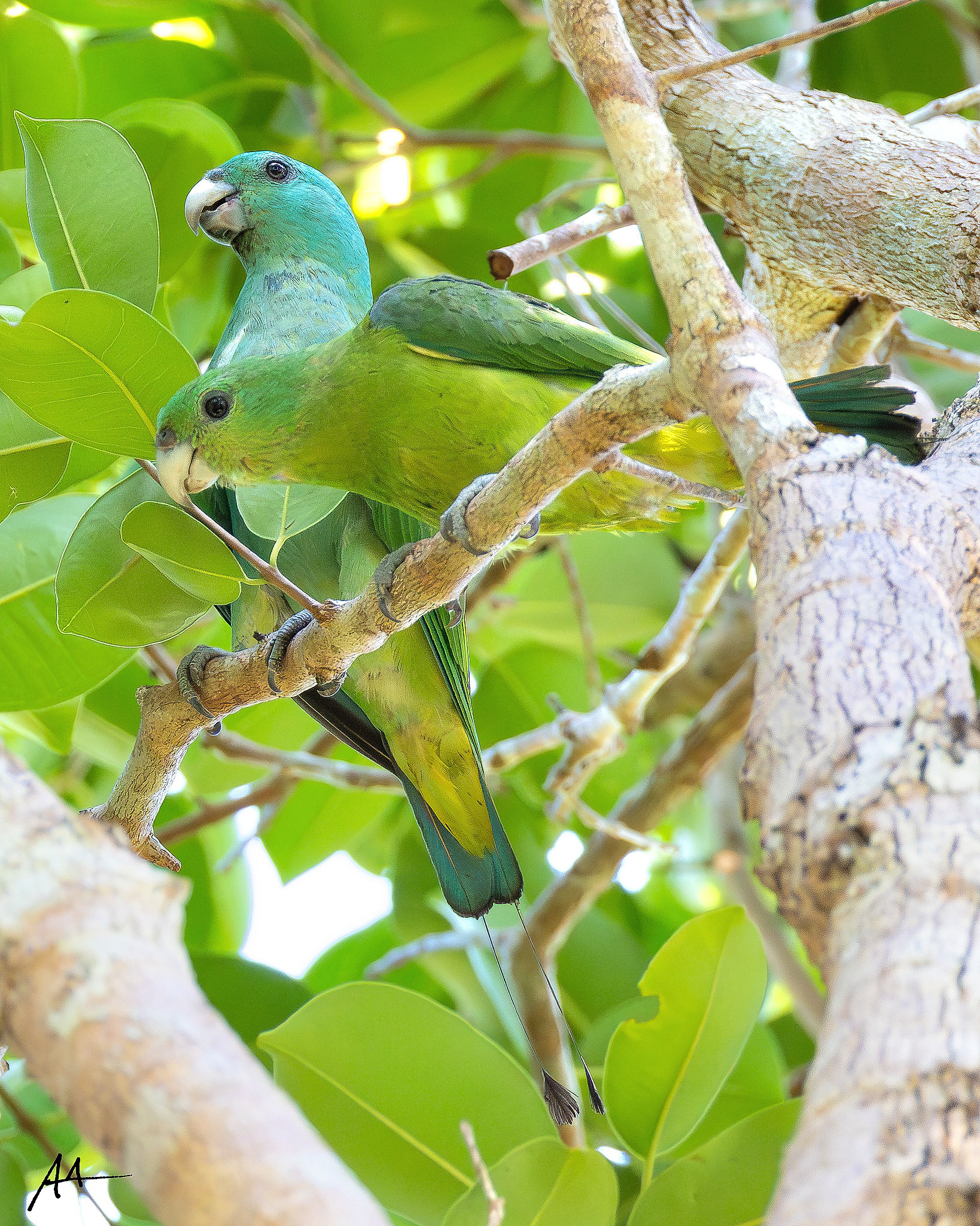 Blue-headed Racket-tail (Pair)